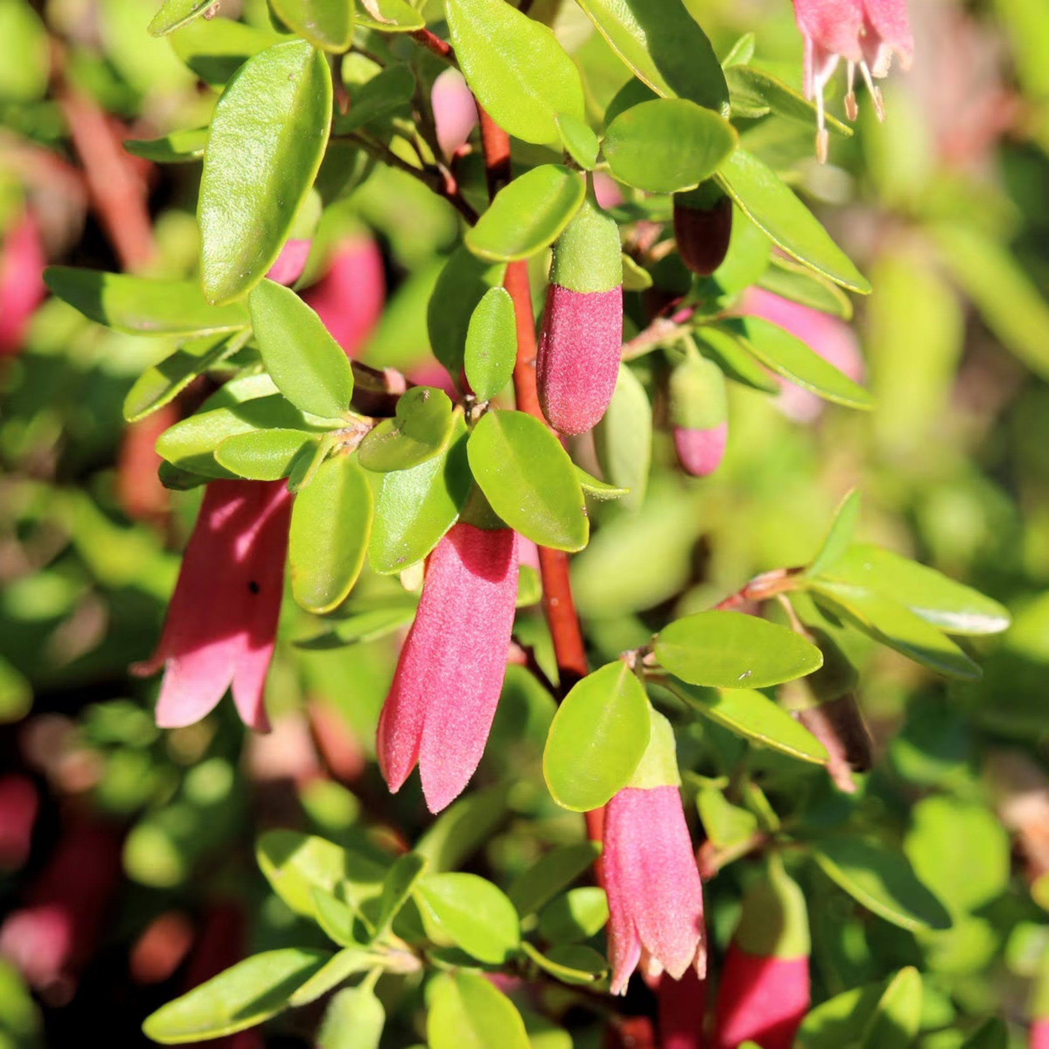 Correa Native Fushsia - Correa reflexa pulchella 'Dusky Bells'