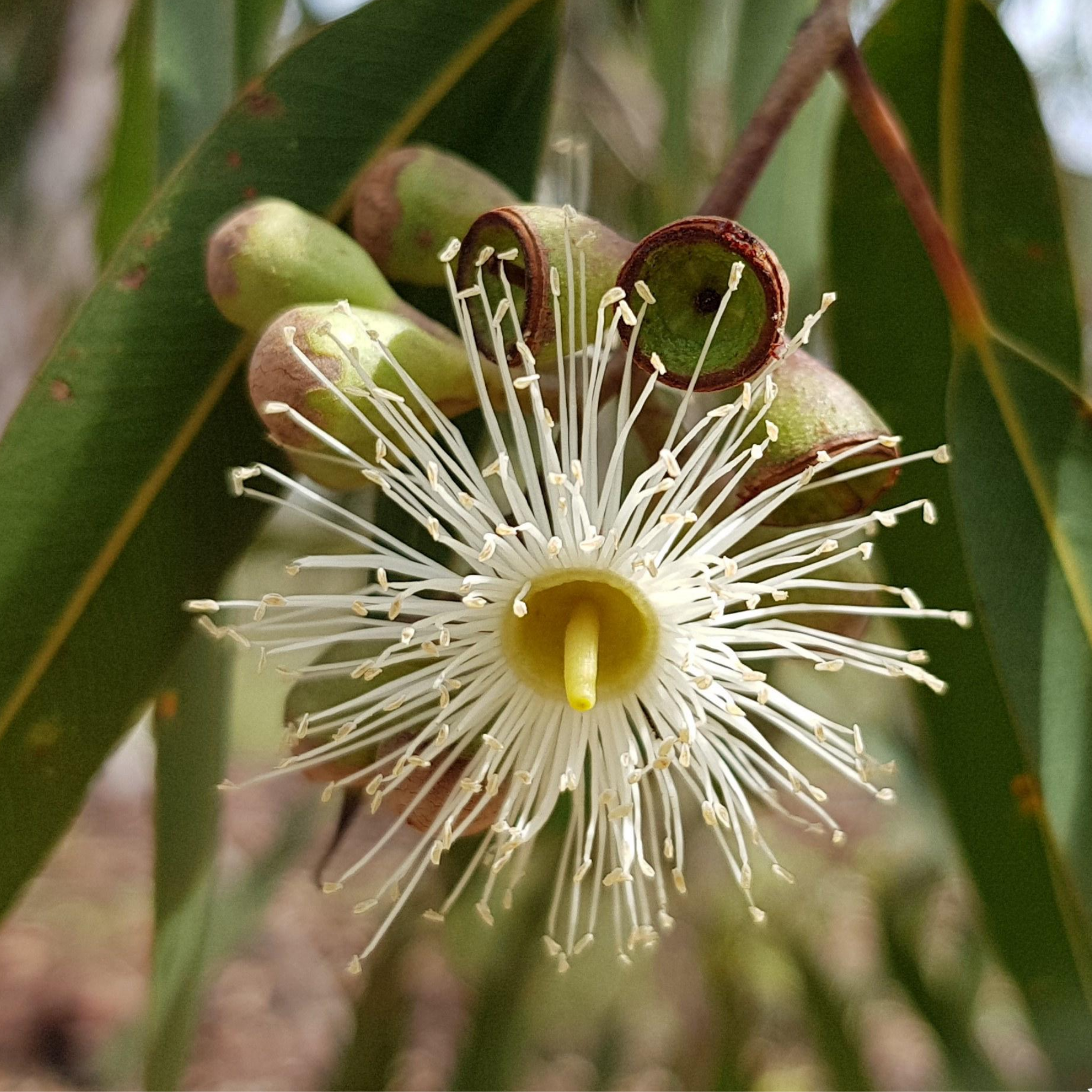 Lemon Scented Gum Scentuous - Corymbia citriodora 'Scentuous'