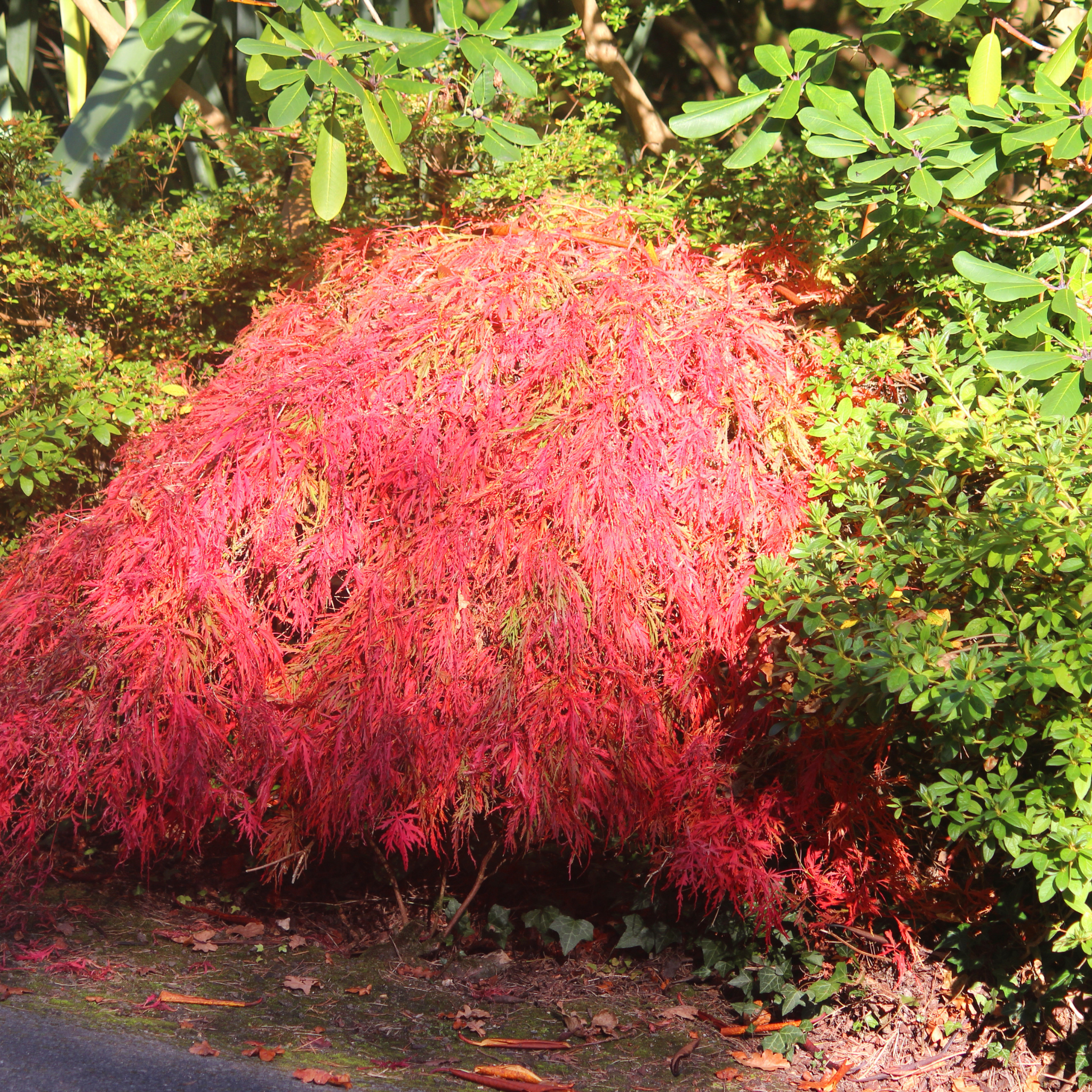Weeping Japanese Maple - Acer palmatum Dissectum