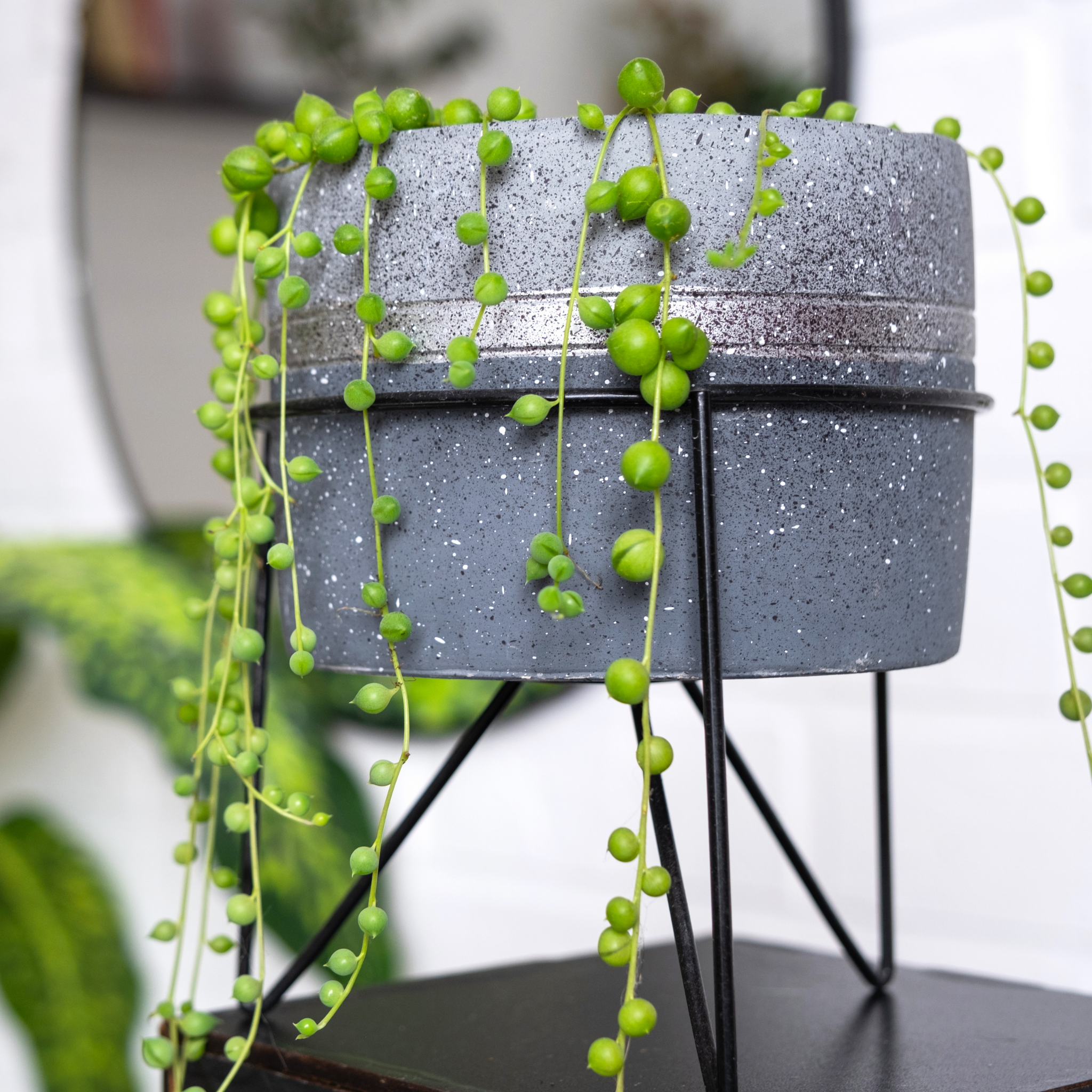 String of Pearls - Senecio rowleyanus String of Beads Succulent