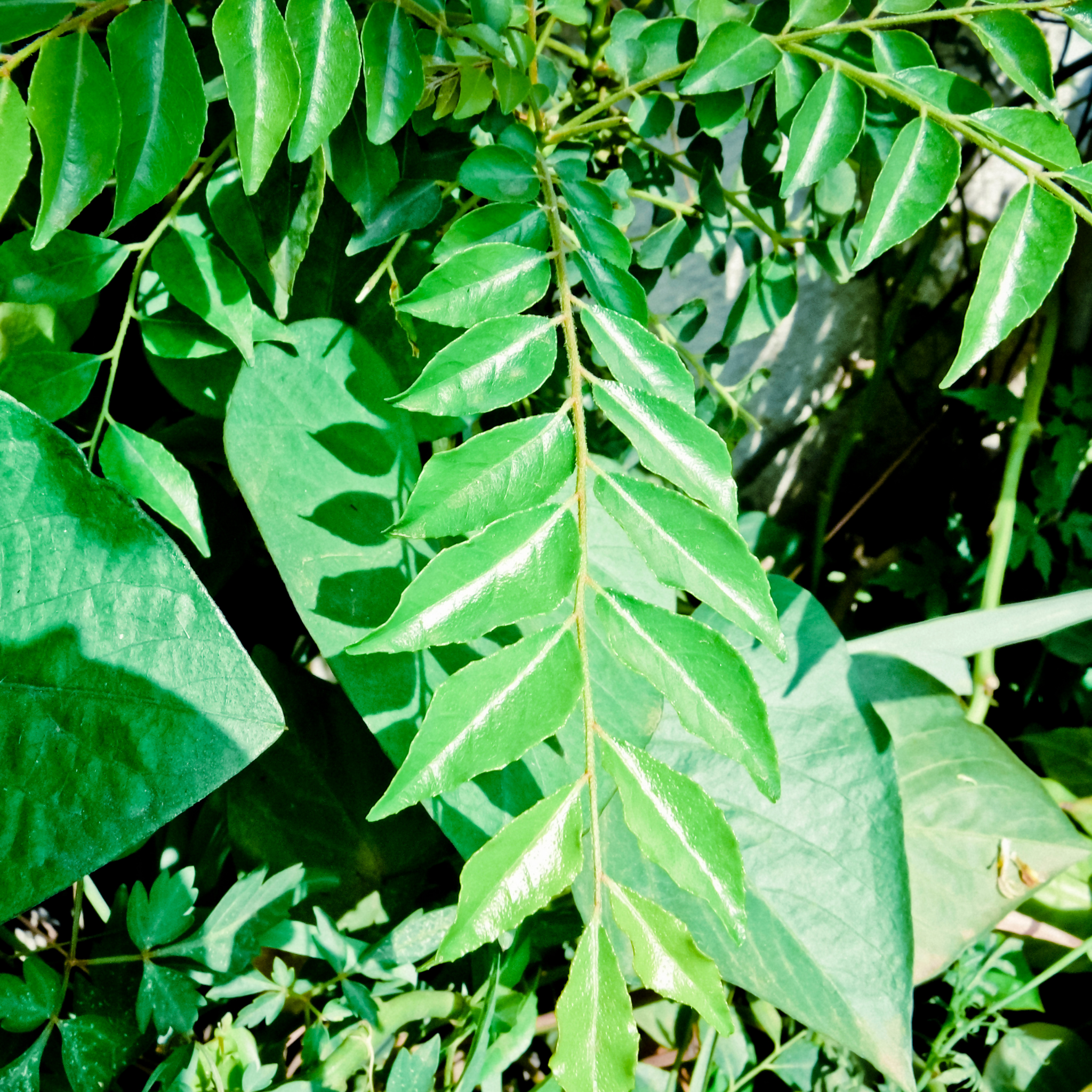 Curry Tree - Murraya koenigii