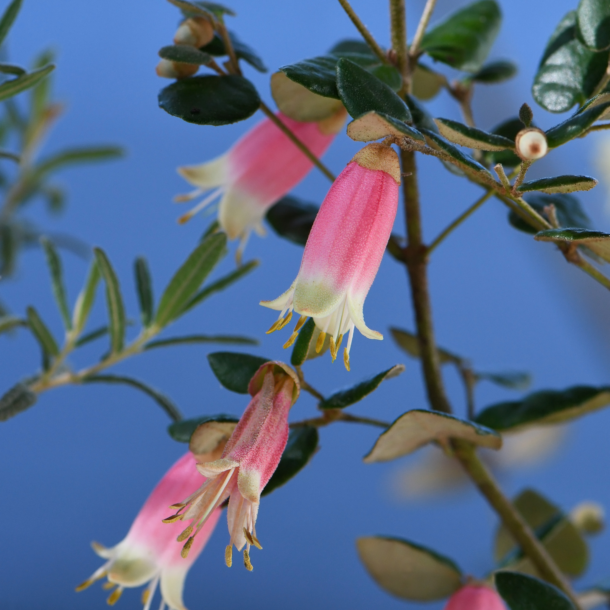 Native Fushsia - Correa pulchella Little Cate