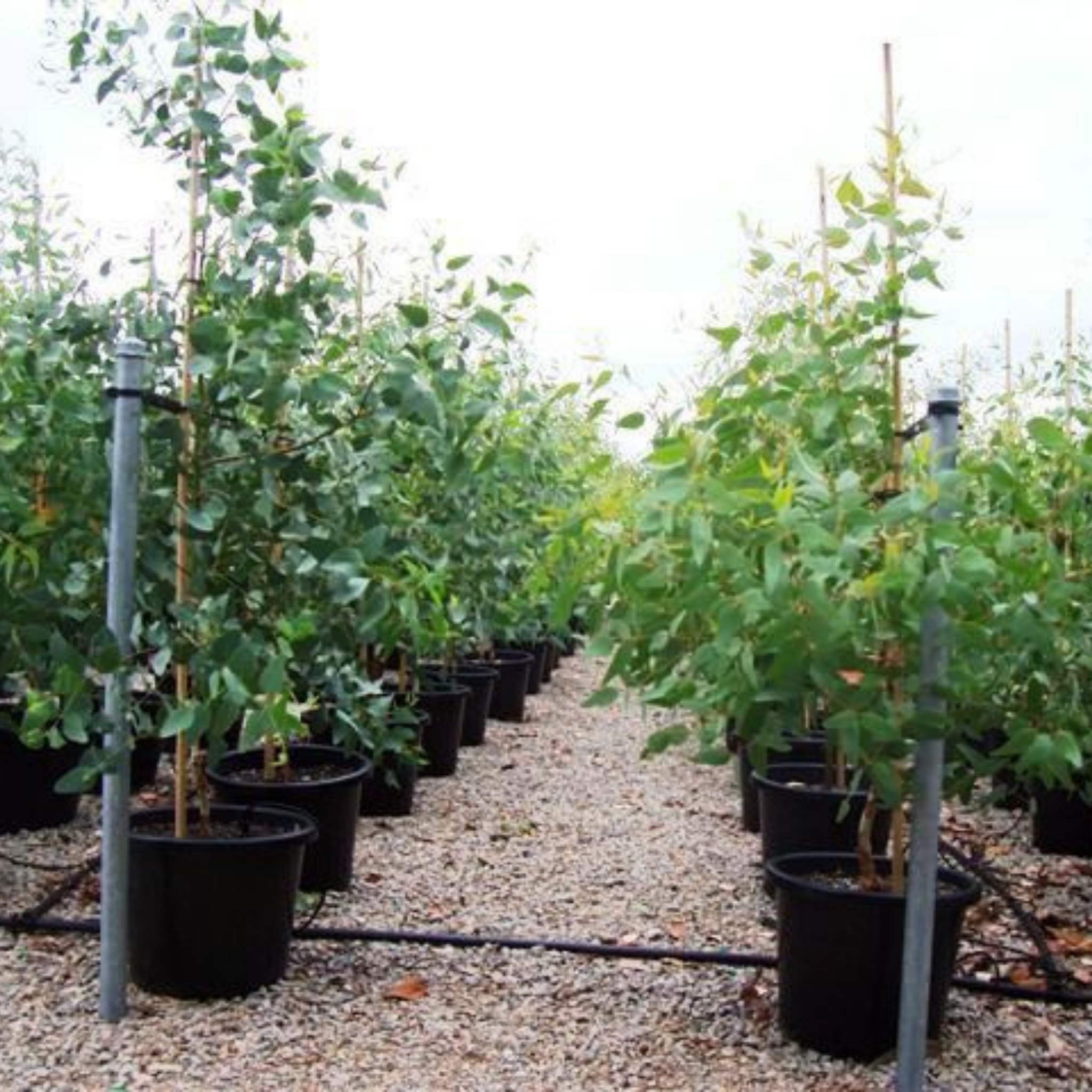 Yellow Gum - Eucalyptus leucoxylon