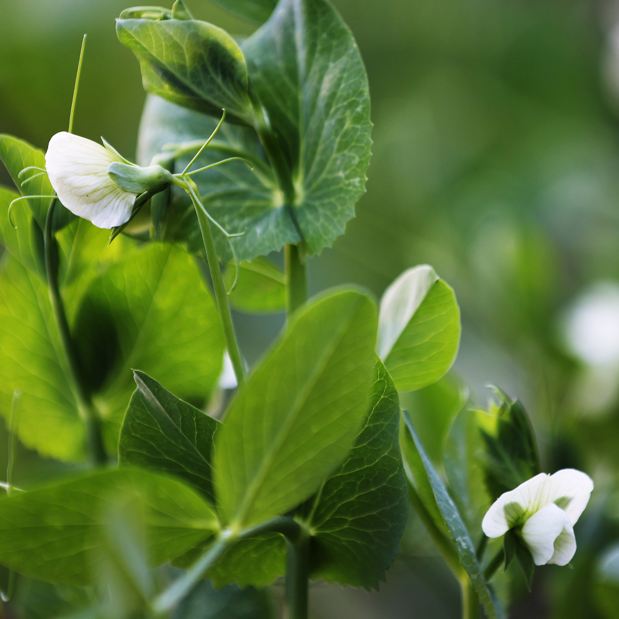 Garden Pea - Pisum sativum Common Green Pea
