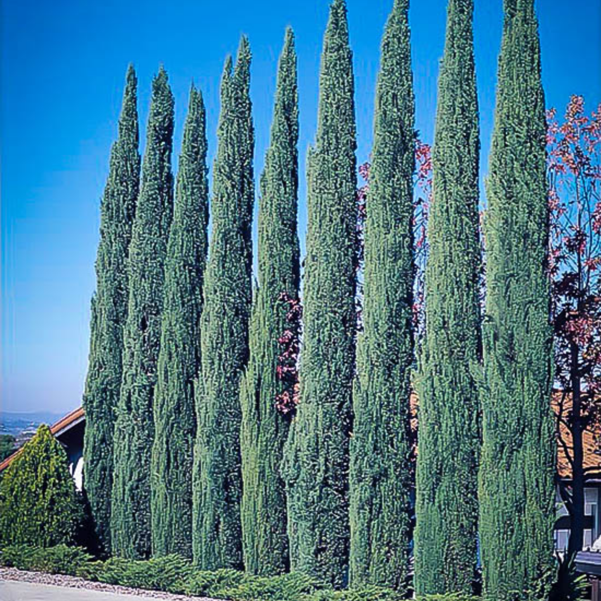 Glauca Pencil Pine - Italian Cypress Cupressus sempervirens