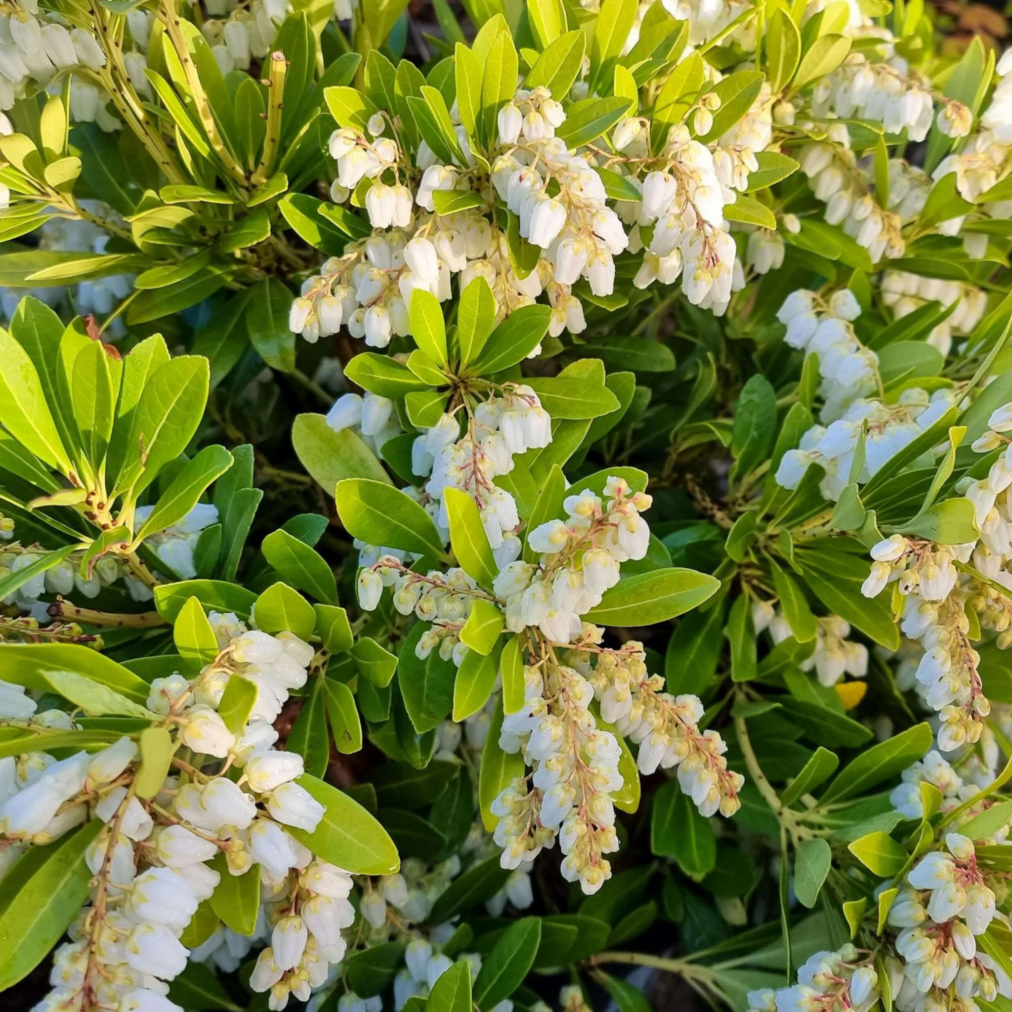 Temple Bells Japanese Andromeda - Pieris japonica Temple Bells