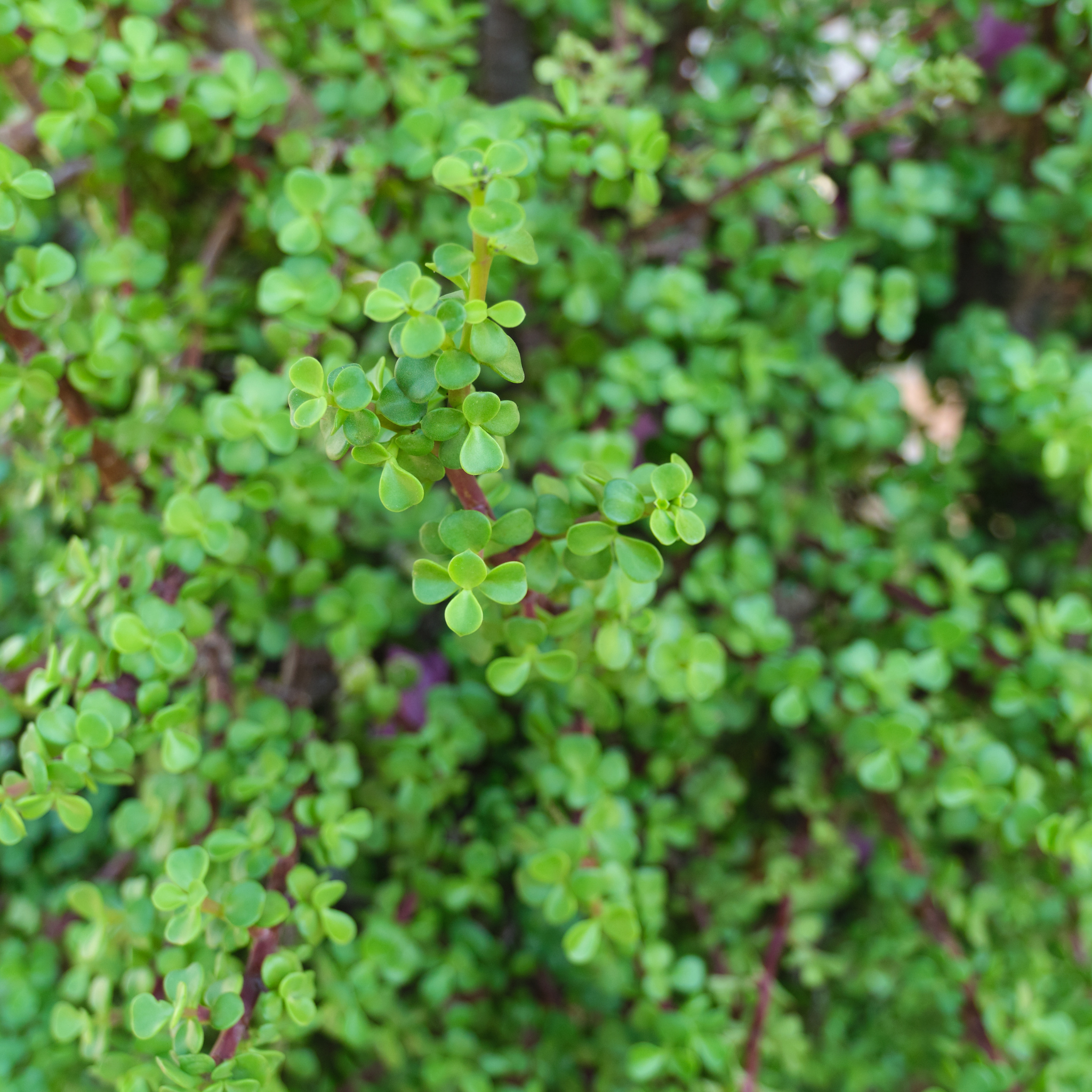 Close-up of green succulent plants with a blurred background