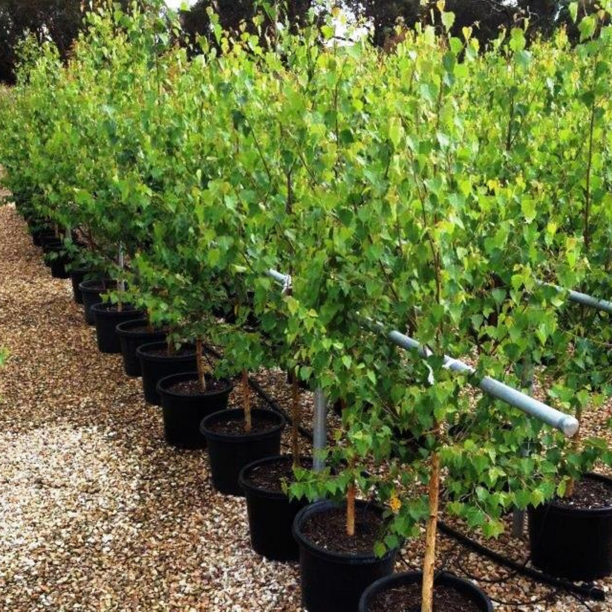 Row of potted trees in a nursery setting