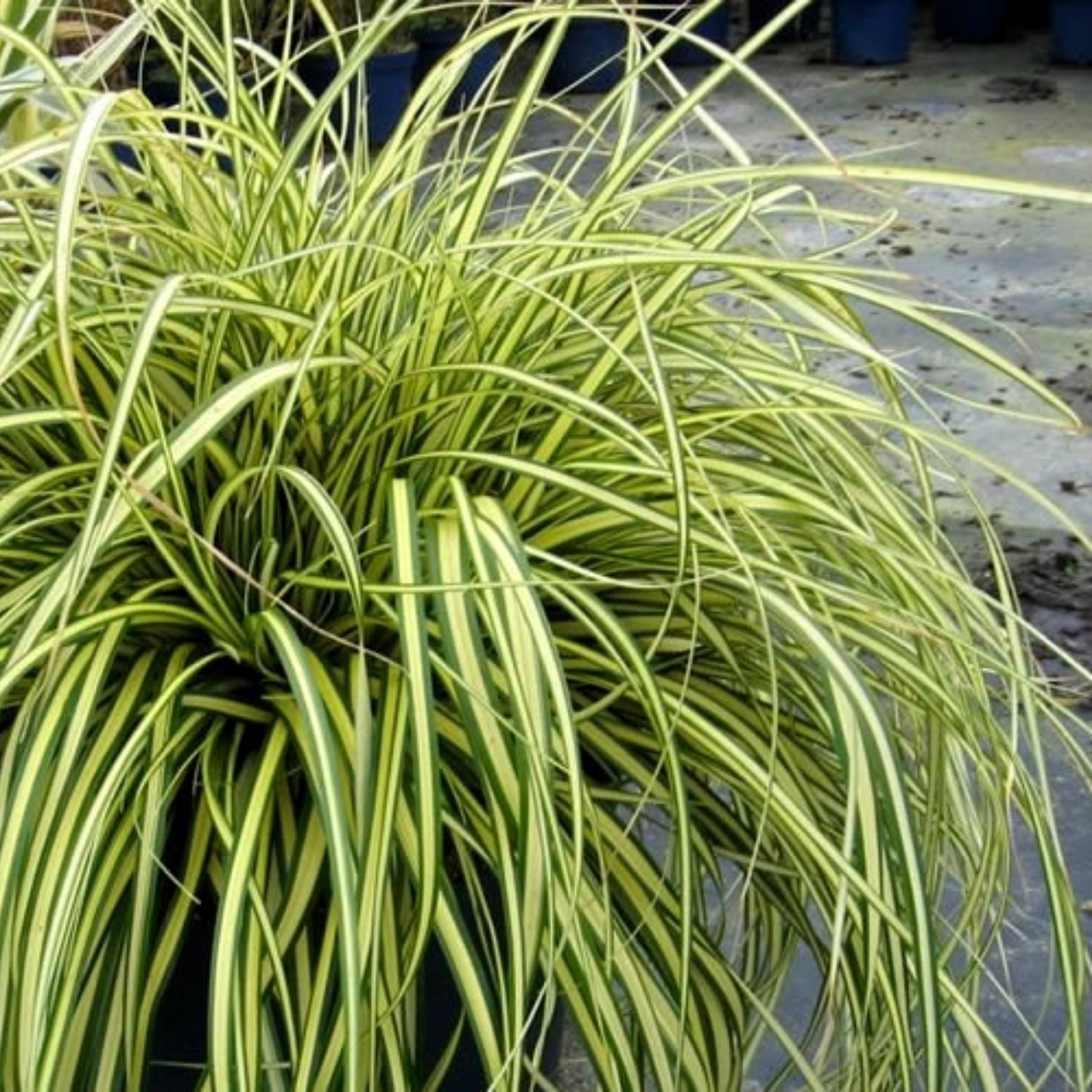 Green and yellow ornamental grass plant