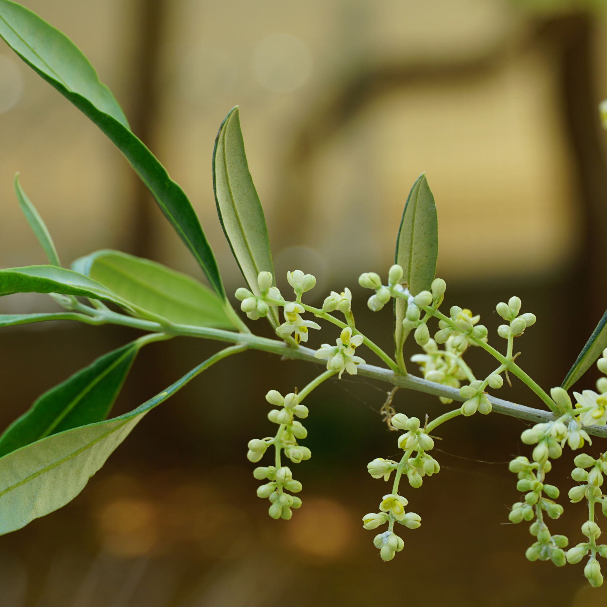 Common Olive Tree - Olea europaea