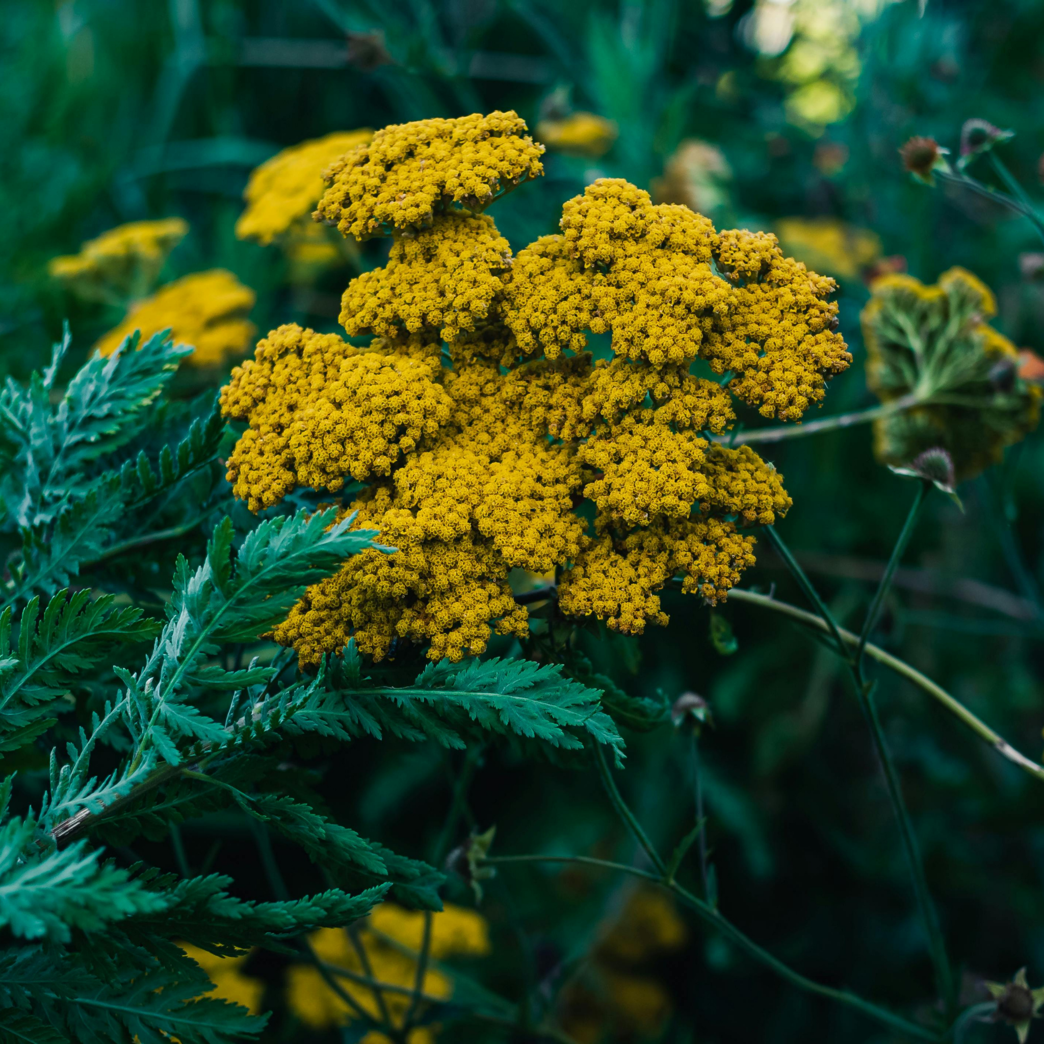Ornamental Yarrow - Achillea clypeolata