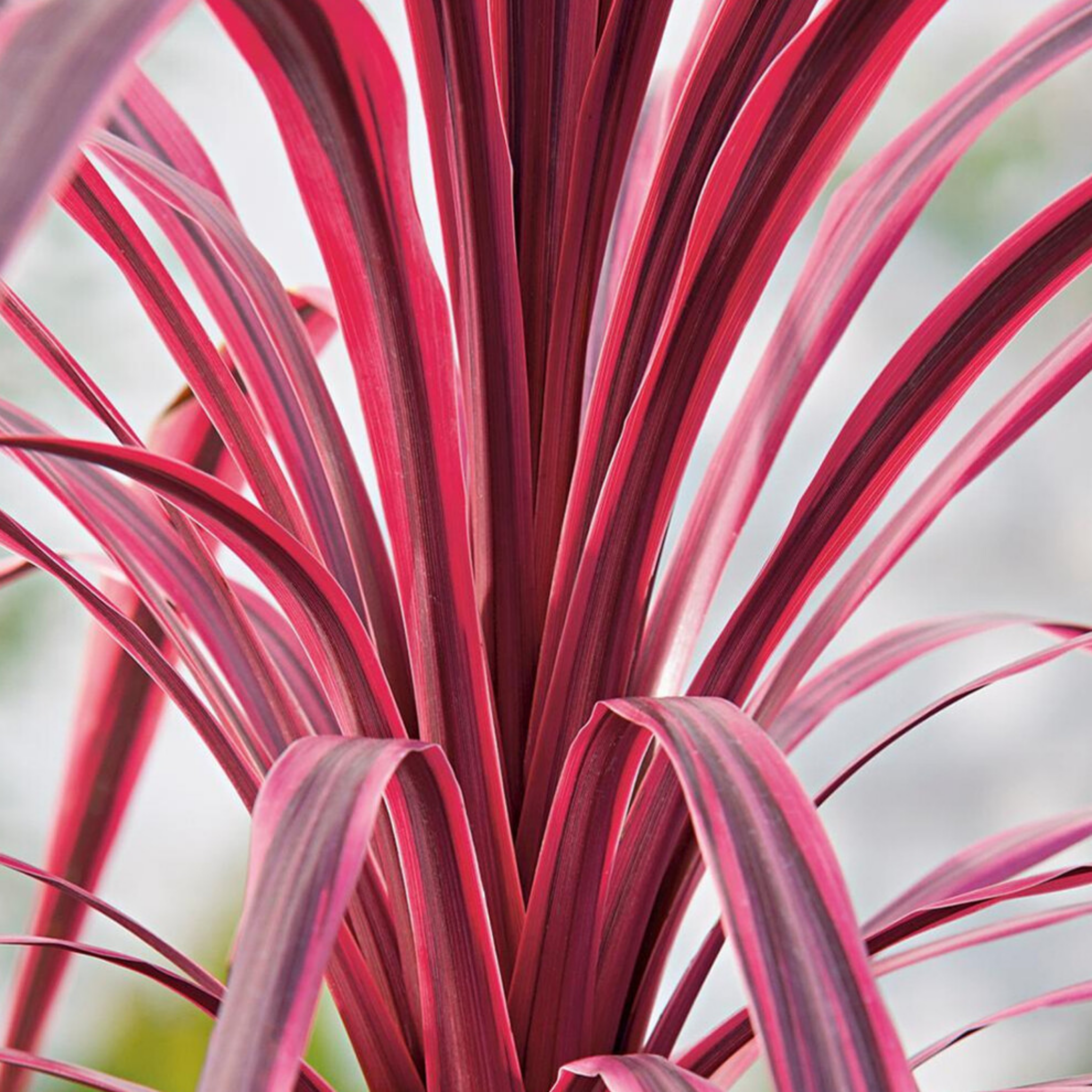 Close-up of a plant with red and purple leaves on a blurred background