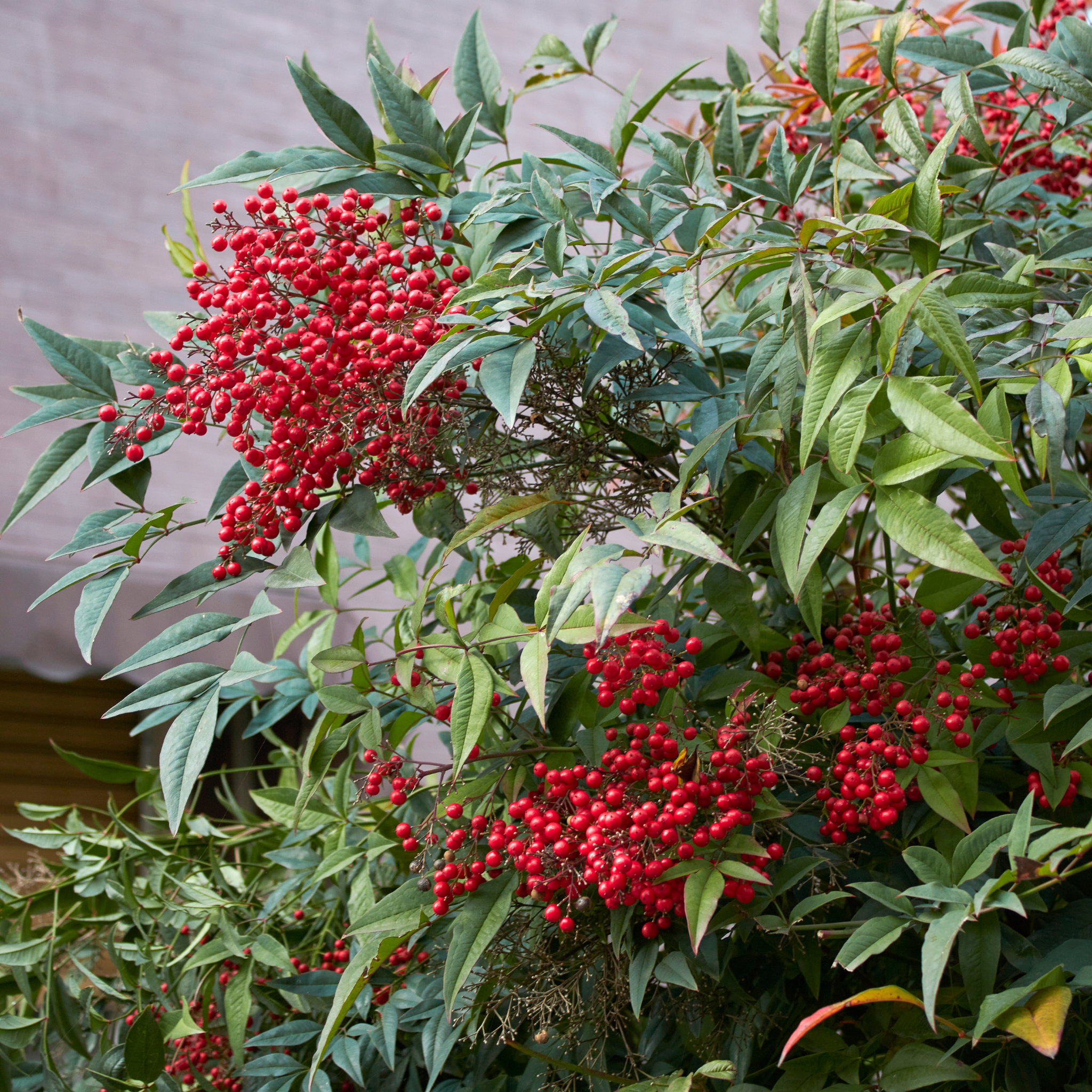Green leaves with clusters of red berries against a neutral background