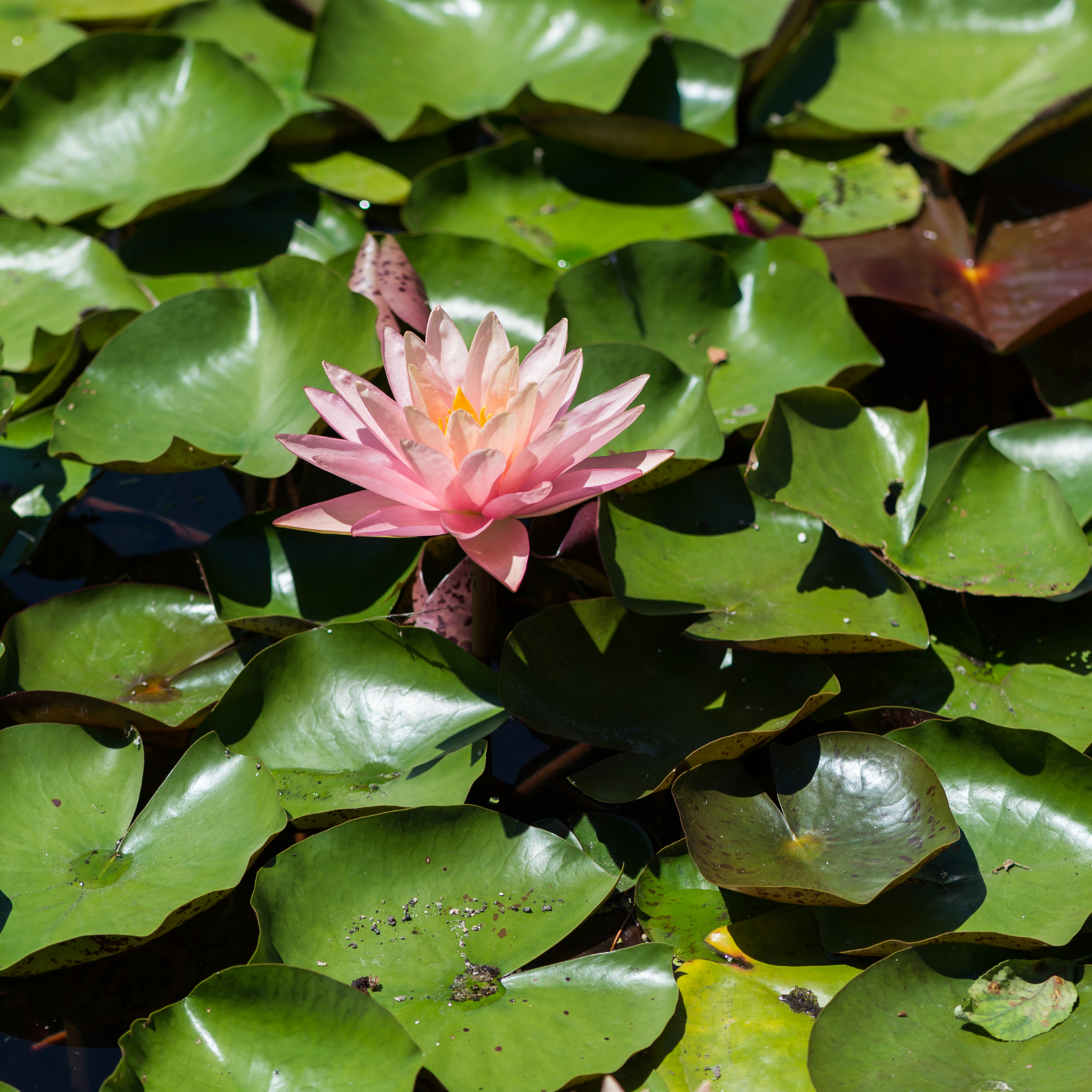 Pink Water Lily - Nymphaea hybrida Pink