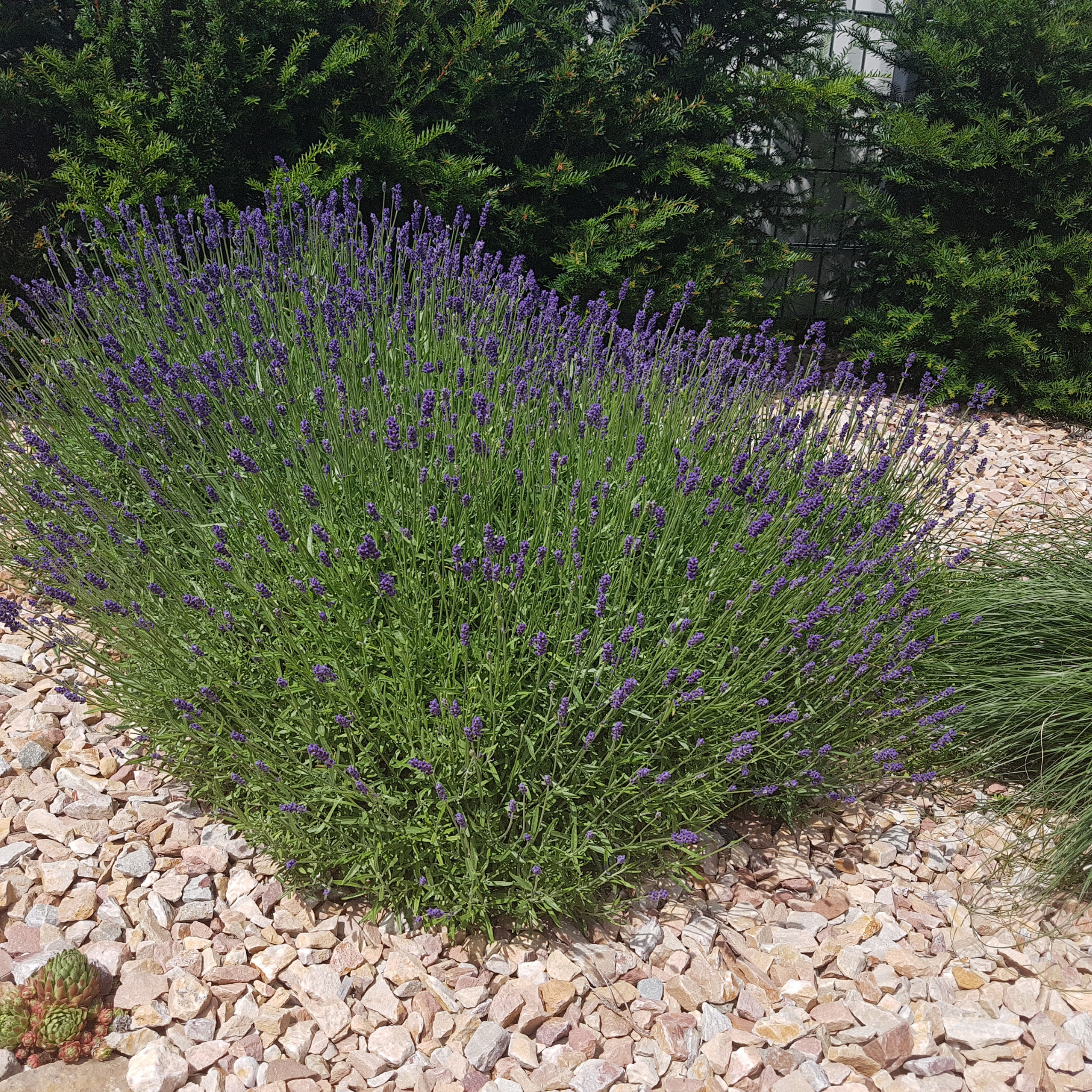 Compact English Lavender - Lavandula angustifolia Hidcote