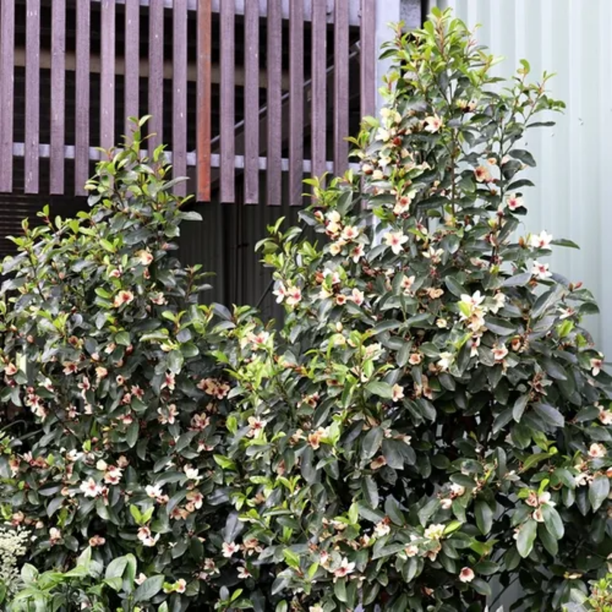 Magnolia White Caviar - Magnolia yunnanensis figo White Caviar