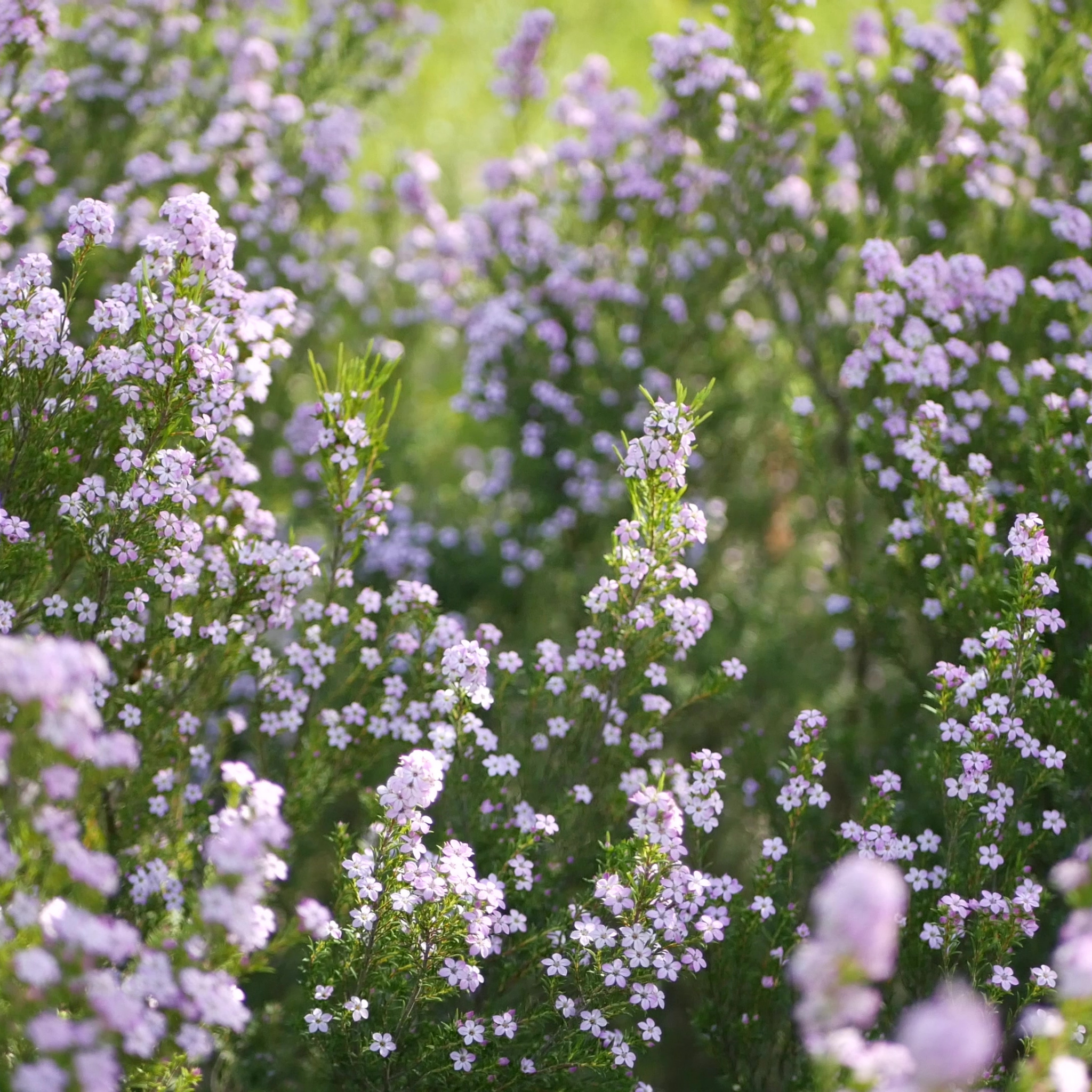 Dwarf Diosma Compacta - Coleonema pulchellum 'Compacta'