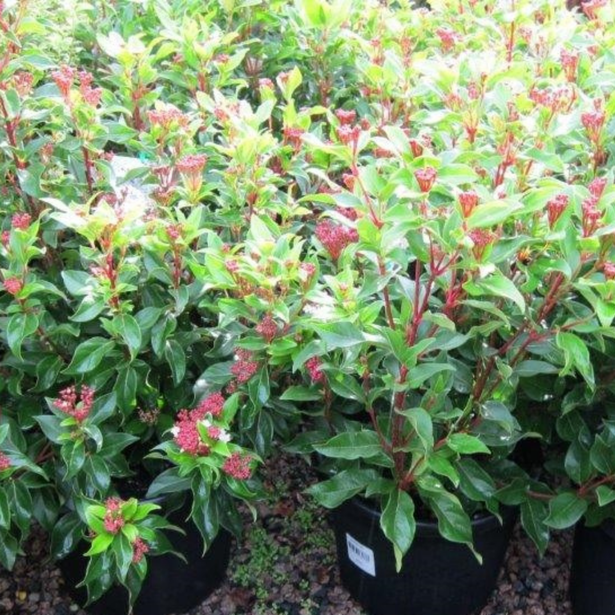 Viburnum tinus - Laurustinus