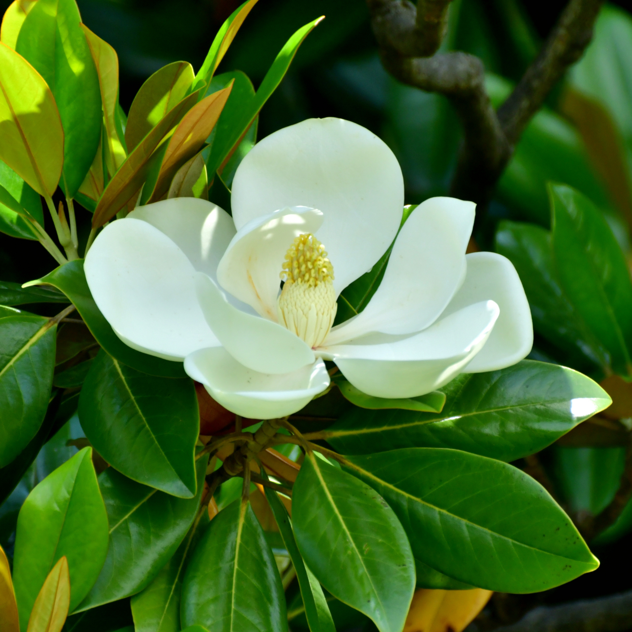 Magnolia Greenback - Magnolia grandiflora Greenback
