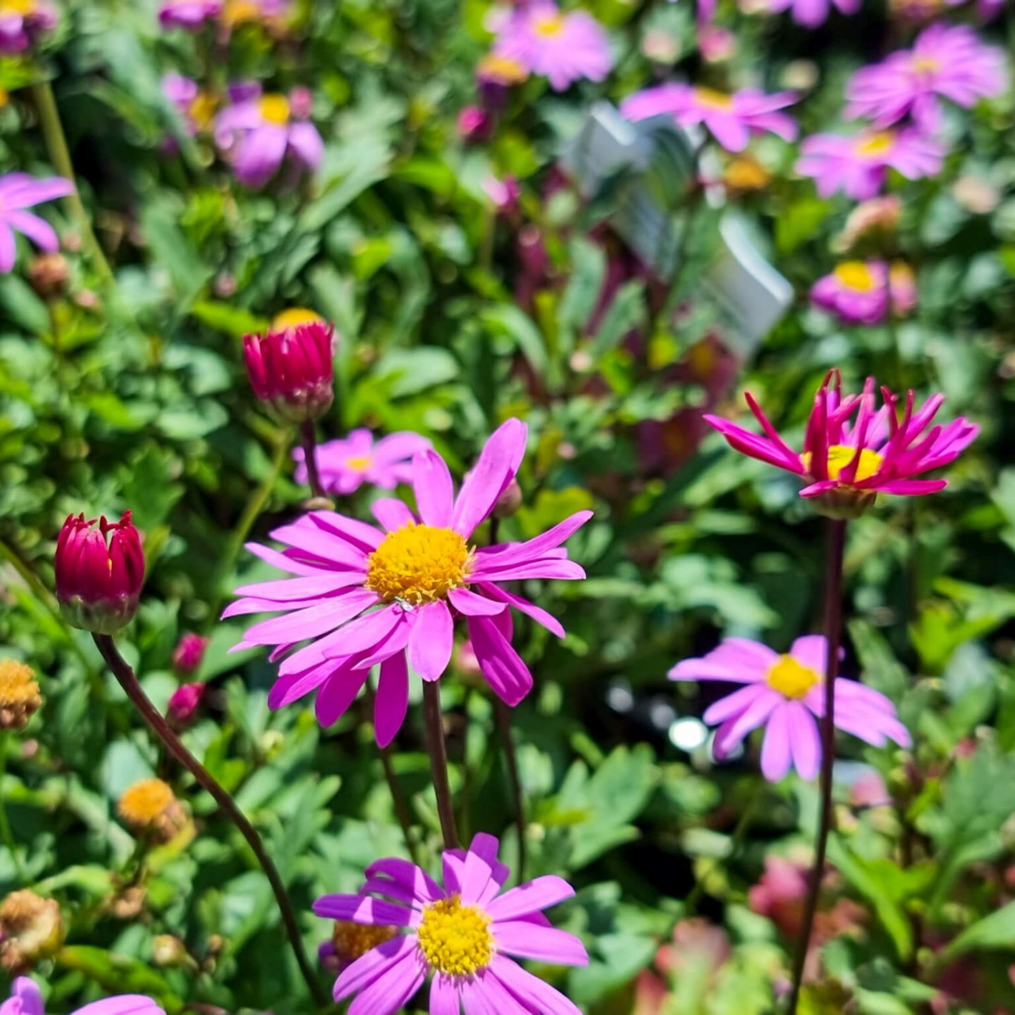 Cut Leaf Daisy Radiant Magenta - Brachyscome hybrida Radiant Magenta