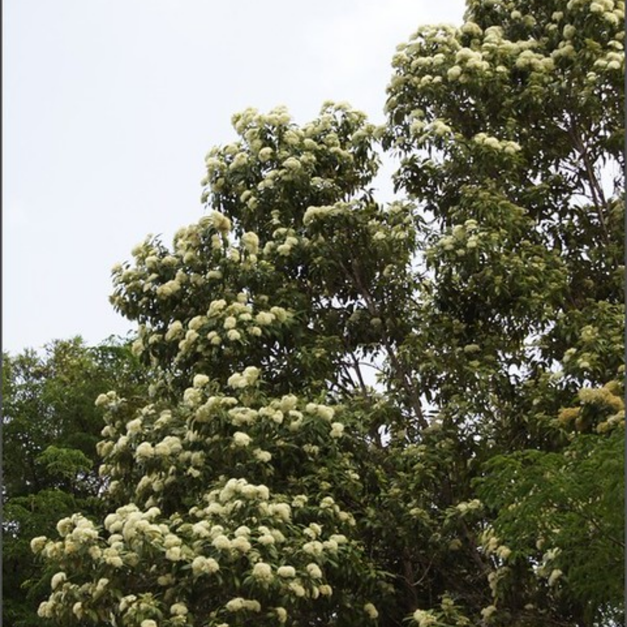 Tree with white flowers against a clear sky