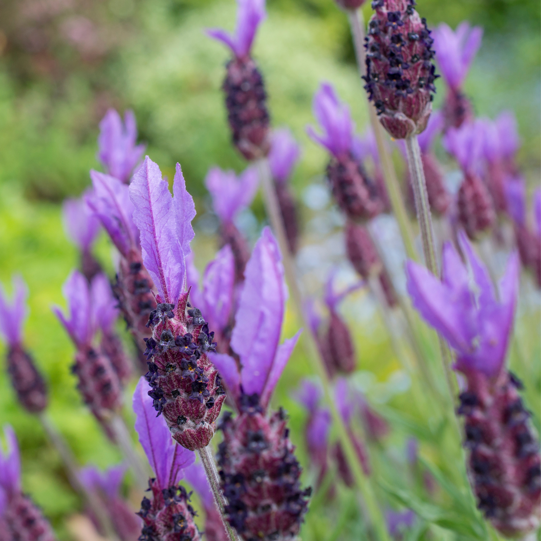 Lavandula pedunculata La Diva Papillon Big Night