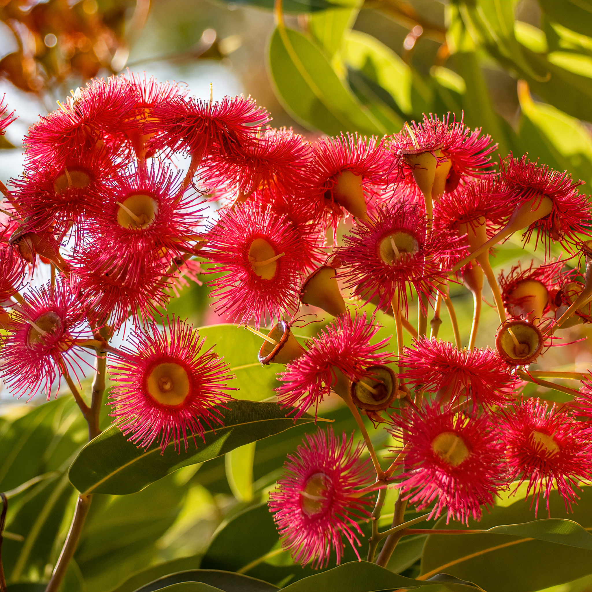 Red Flowering Gum Wildfire - Corymbia ficifolia 'Wildfire'