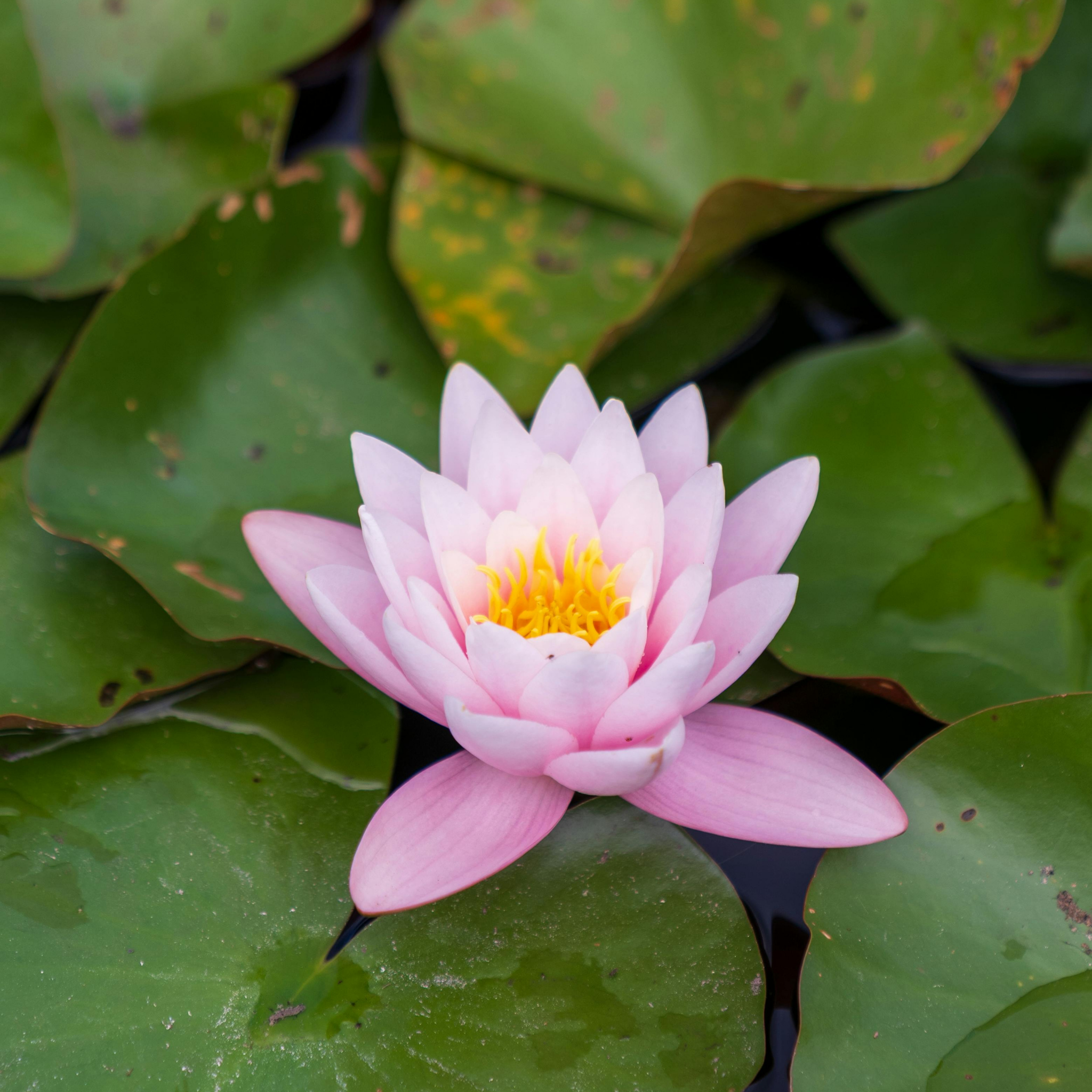 Pink Water Lily - Nymphaea hybrida Pink