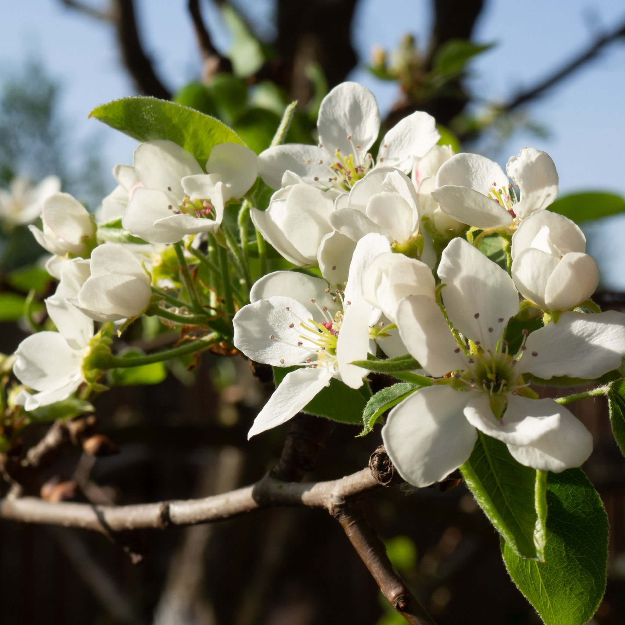 Ornamental Callery Pear Chanticleer - Pyrus calleryana Chanticleer