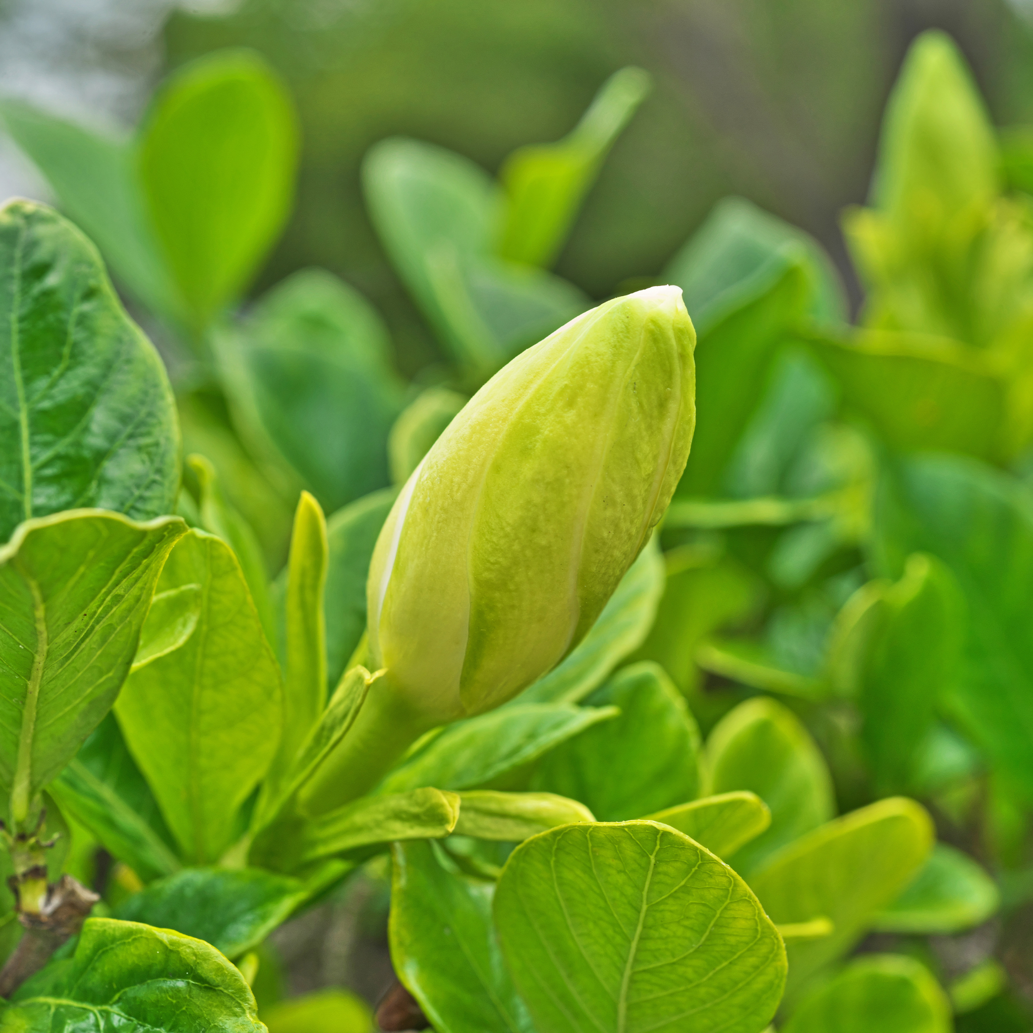 Fragrant Gardenia augusta Professor Pucci - Gardenia augusta Professor Pucci