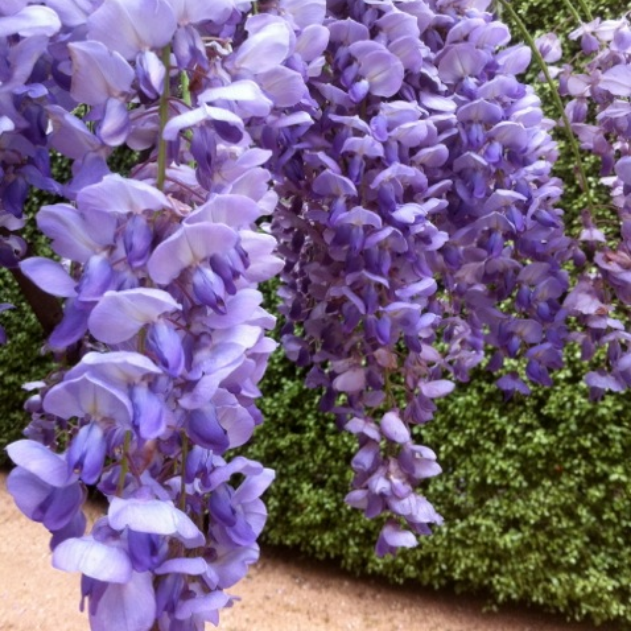 Blue Chinese Wisteria - Wisteria sinensis