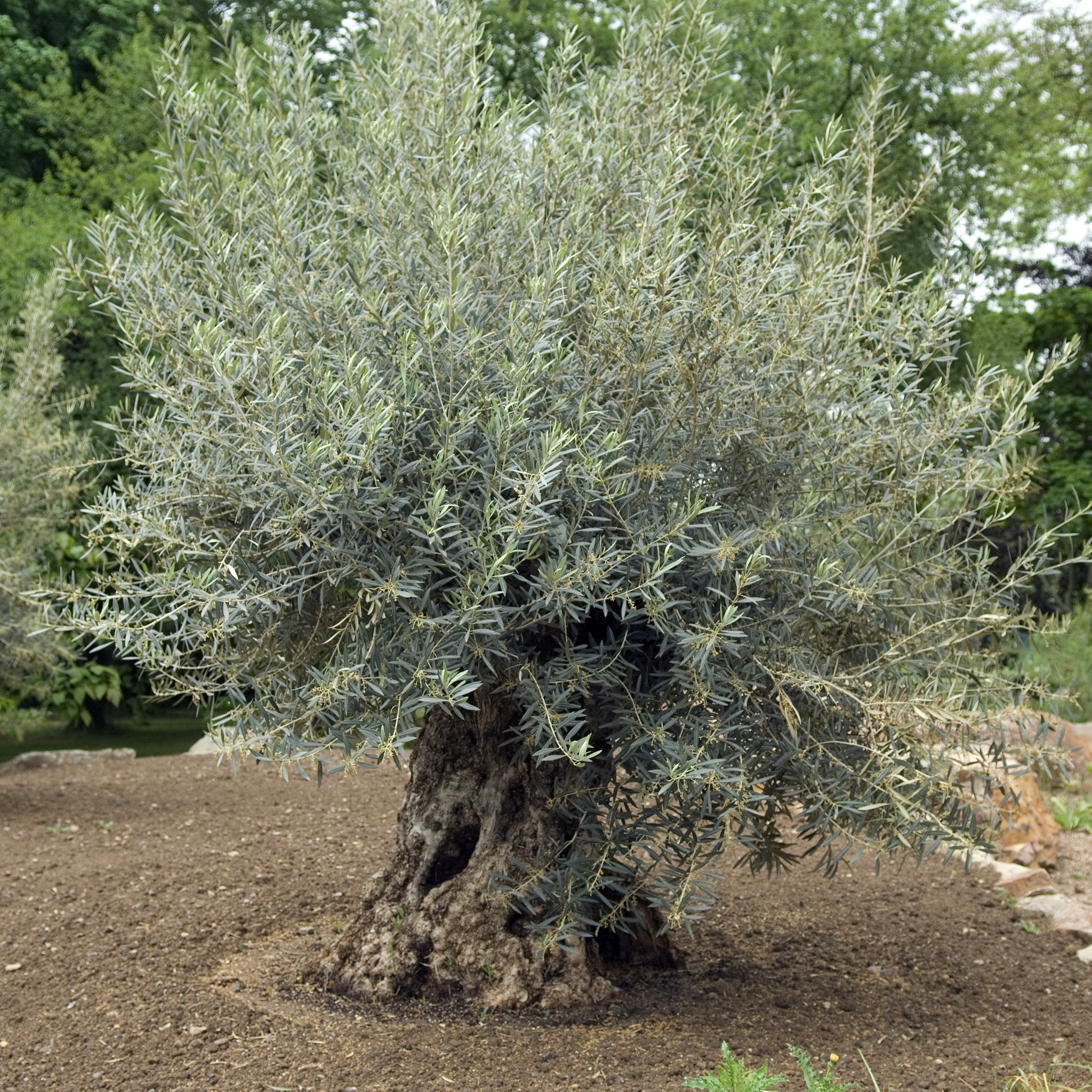 Manzanillo Olive Tree - Olea europaea Manzanillo