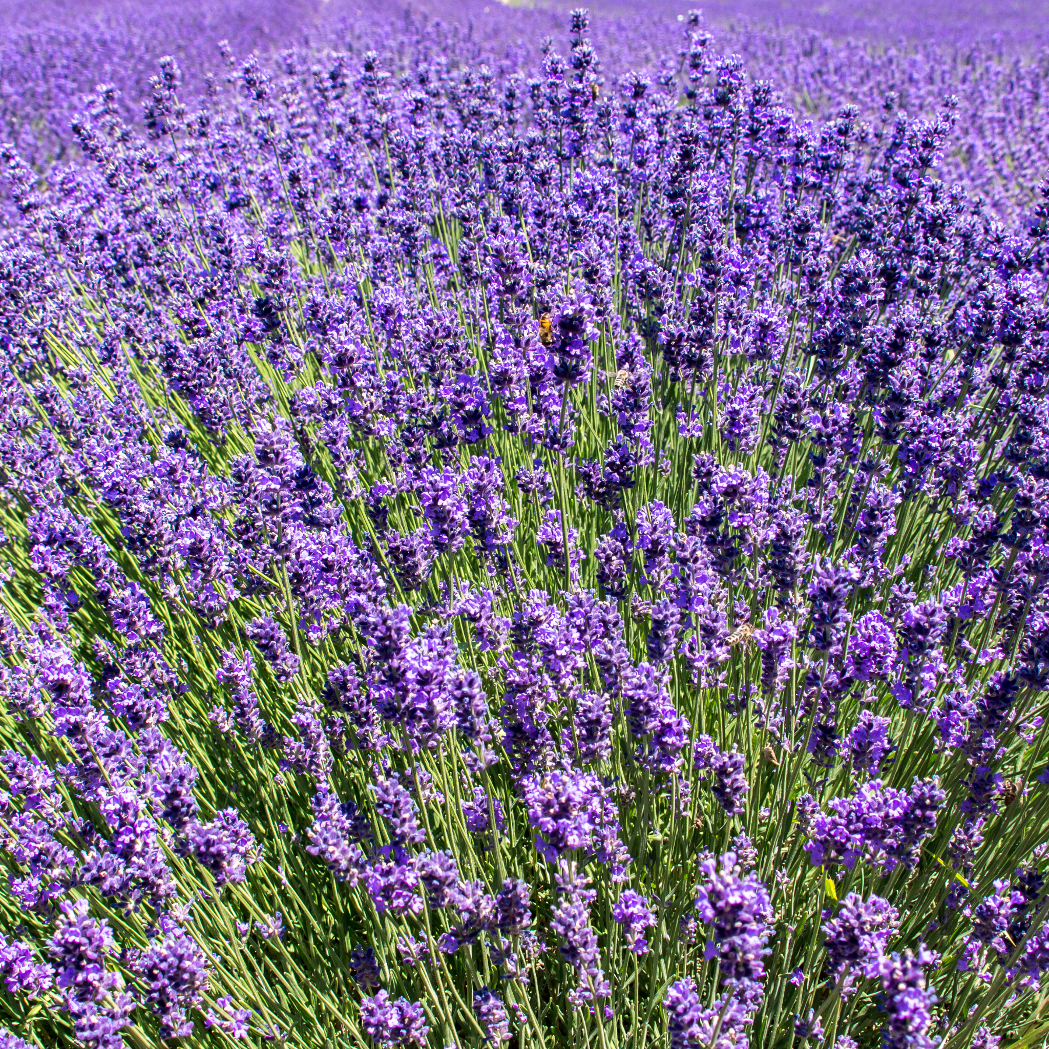 Compact English Lavender - Lavandula angustifolia Hidcote