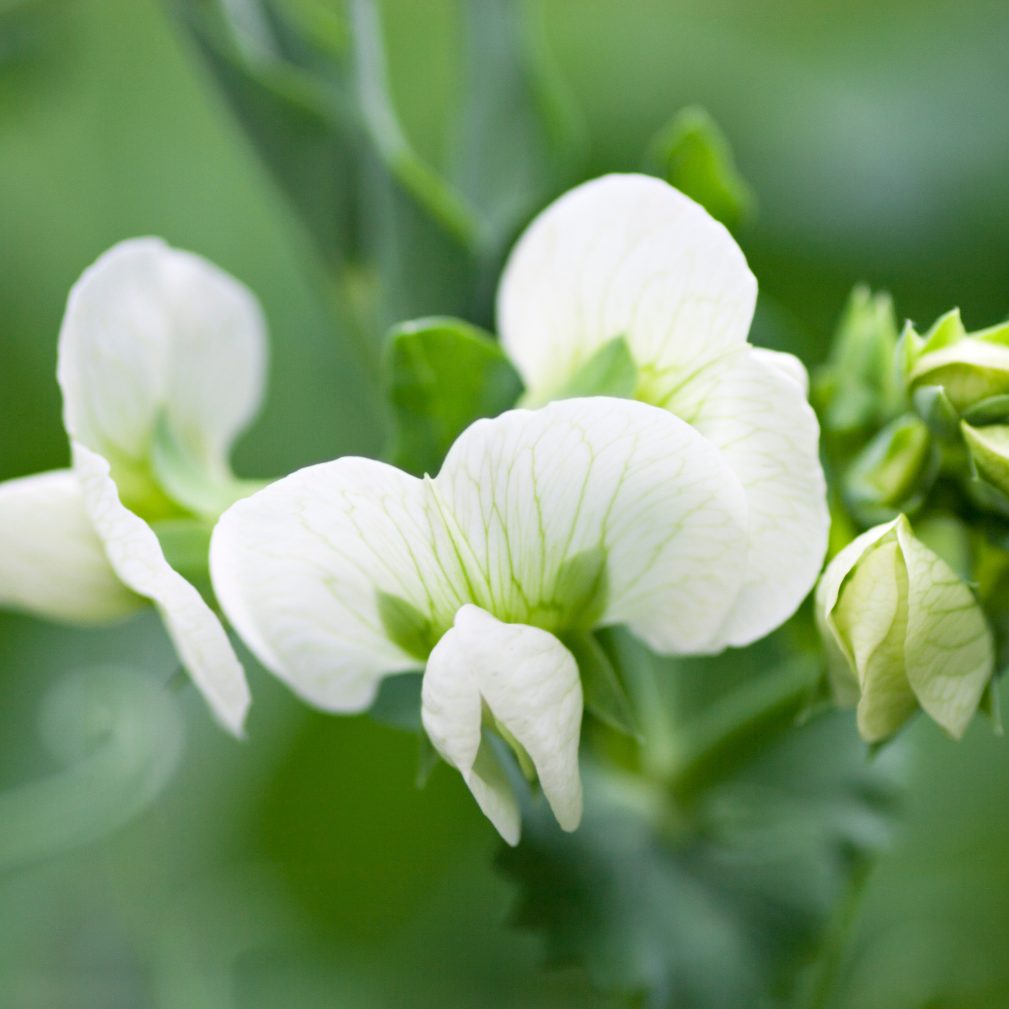 Garden Pea - Pisum sativum Common Green Pea
