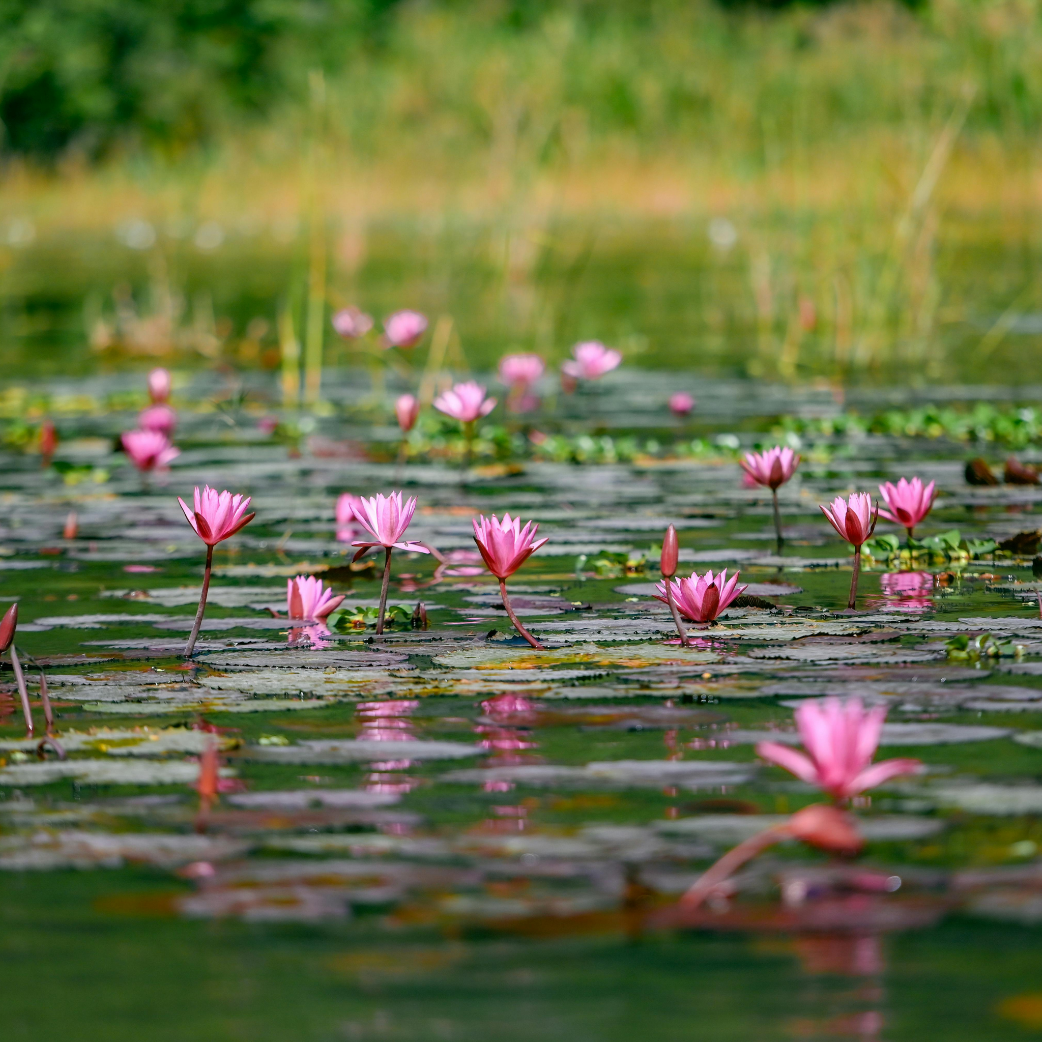 Red Water Lily - Nymphaea hybrida Red