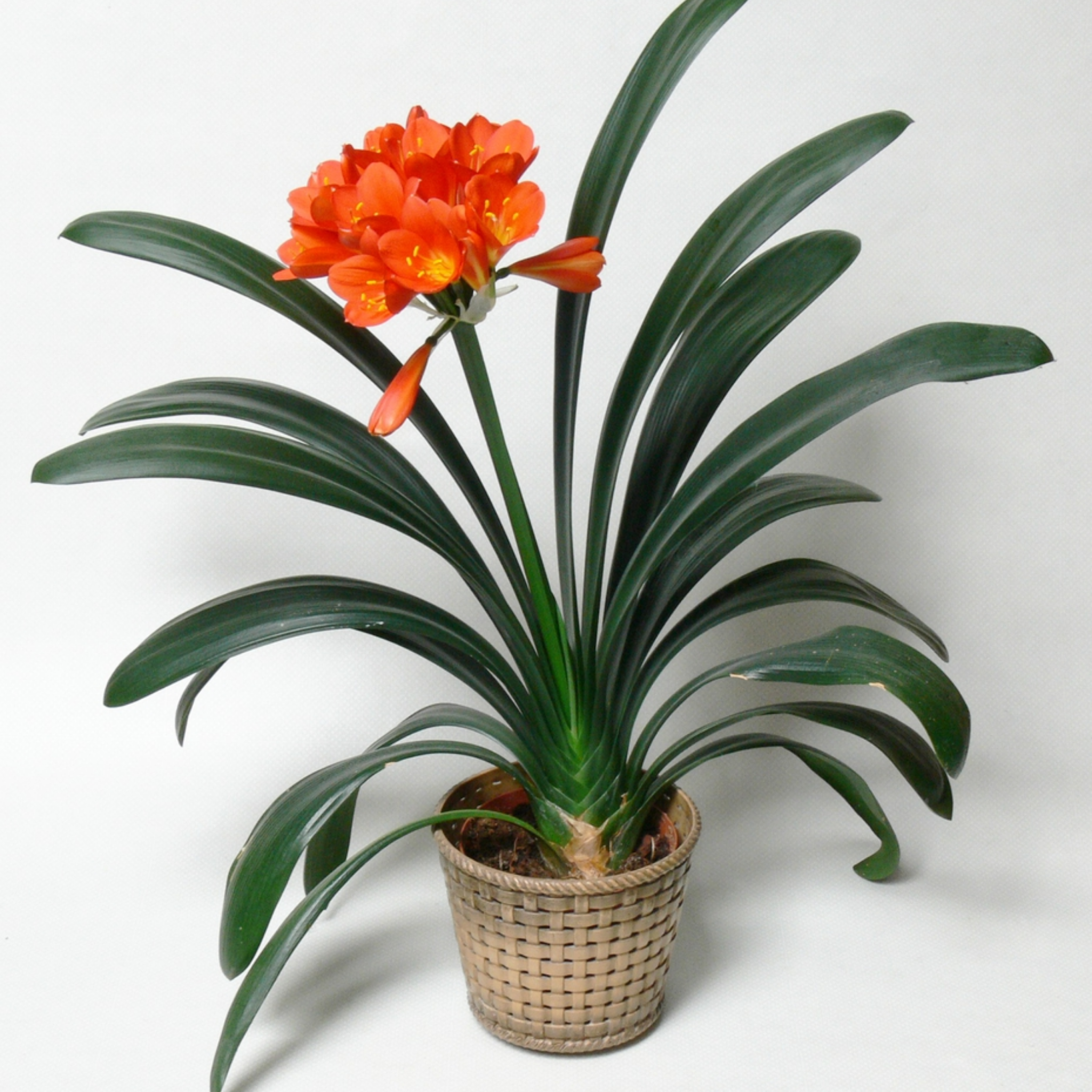 Potted plant with orange flowers on a white background