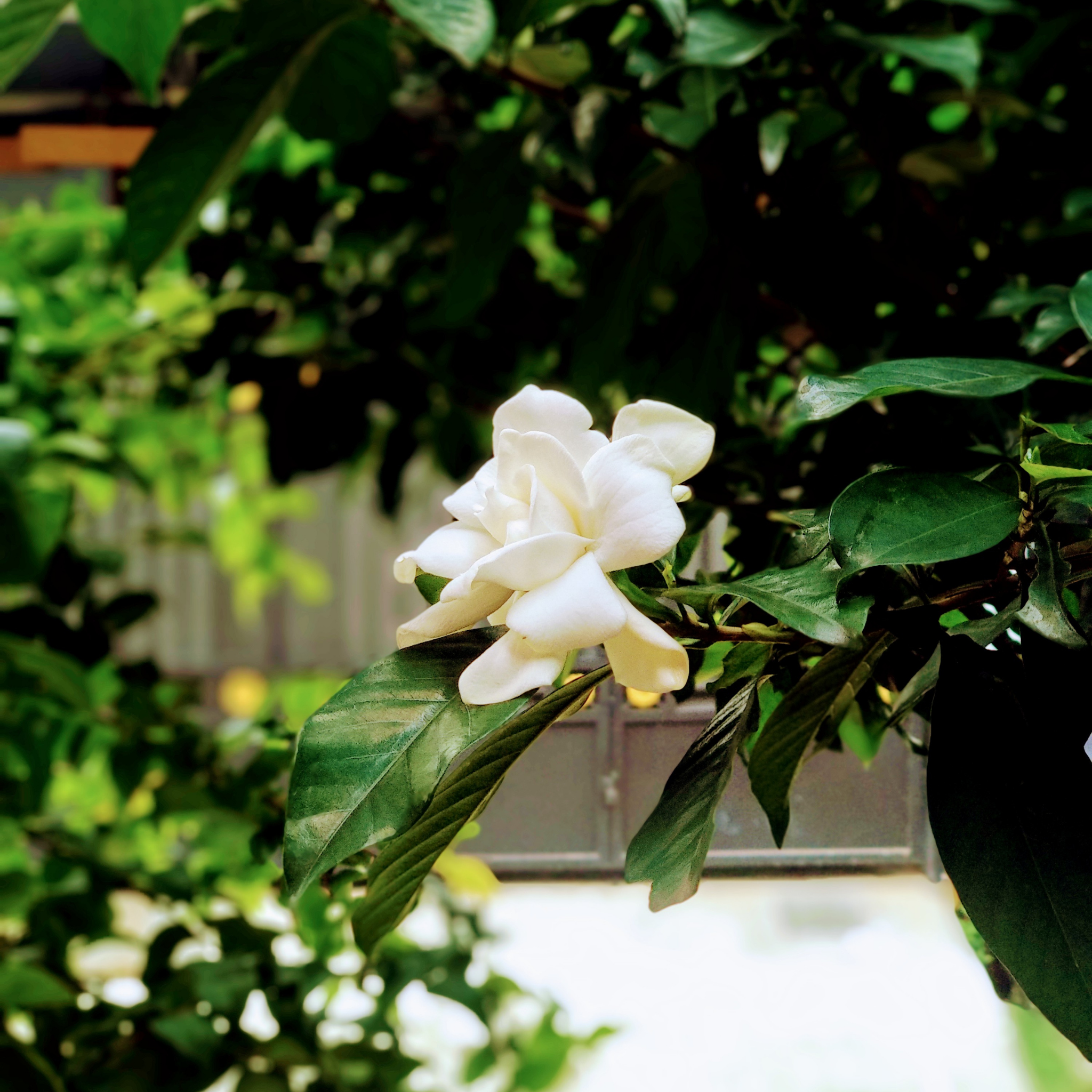 Creeping Gardenia - Gardenia jasminoides 'Radicans'