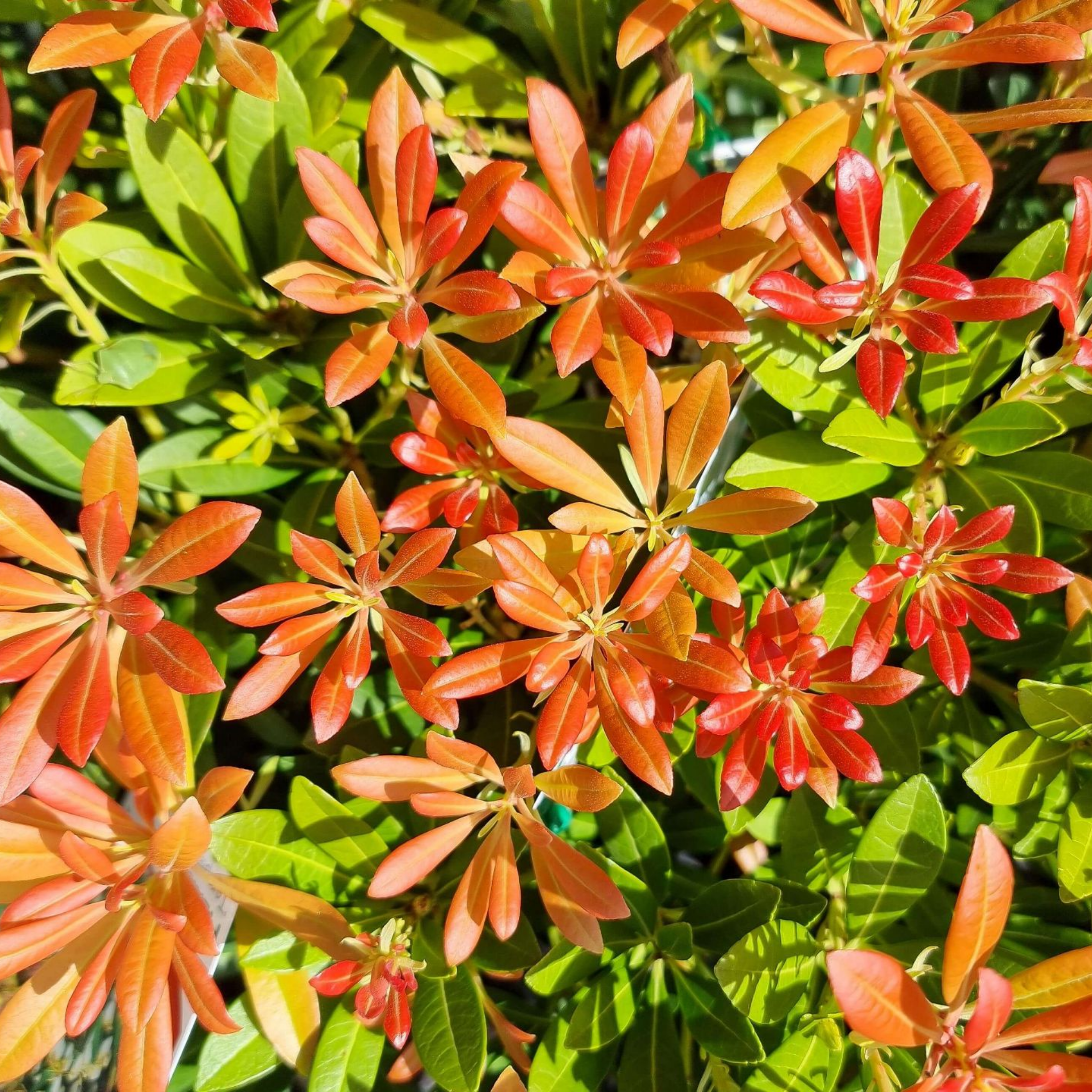 Temple Bells Japanese Andromeda - Pieris japonica Temple Bells