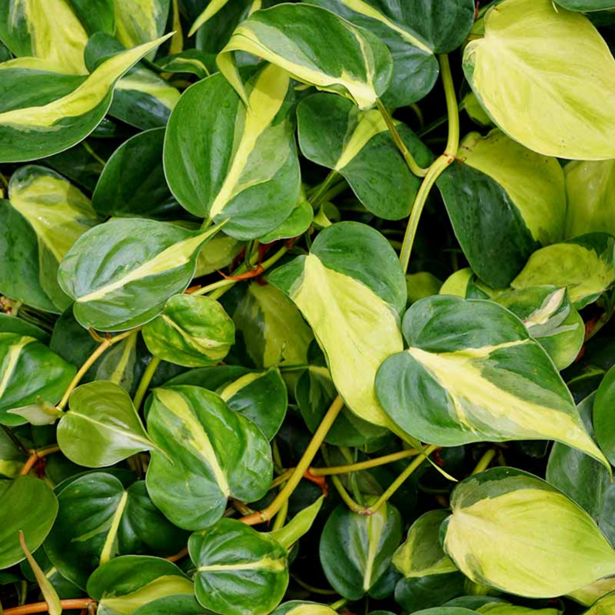 Heart Leaf Philodendron - Philodendron hederaceum Brasil