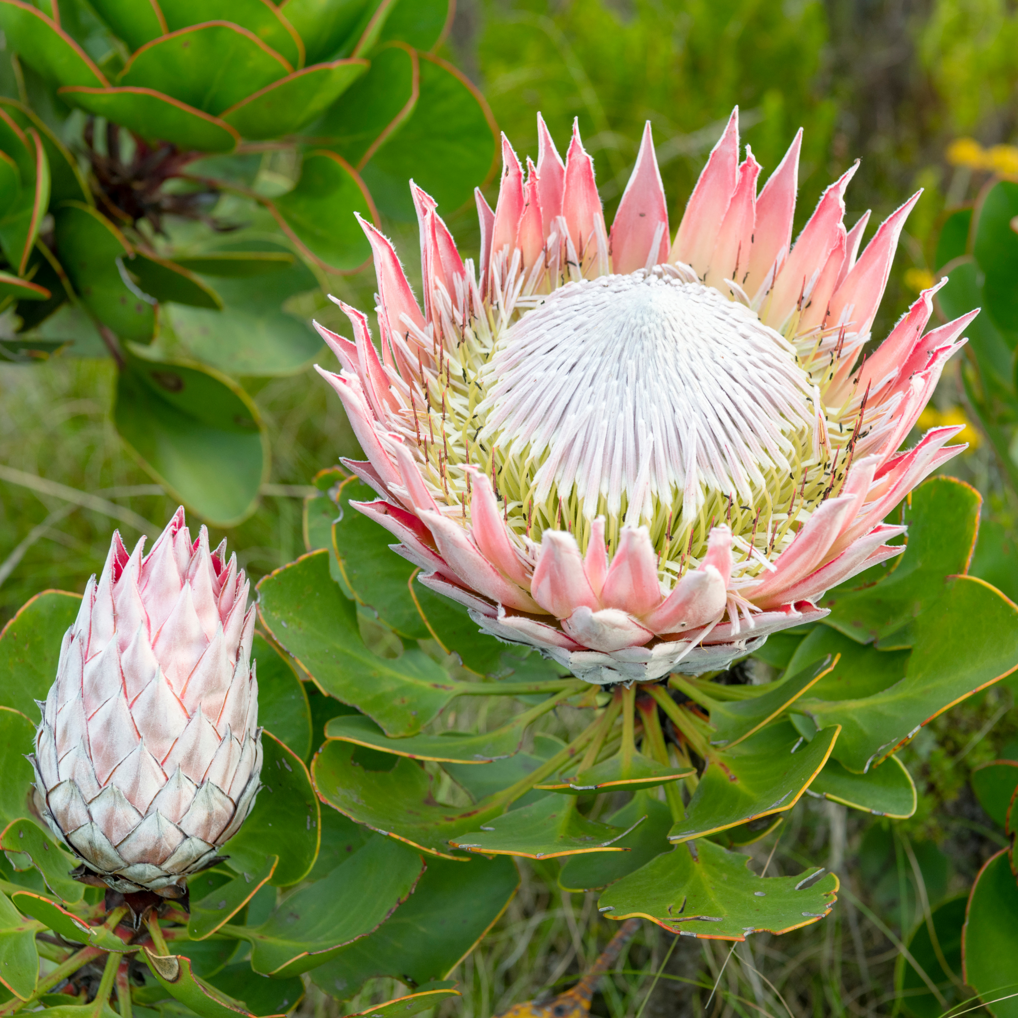 King Pink King Protea - Protea cynaroides King Pink