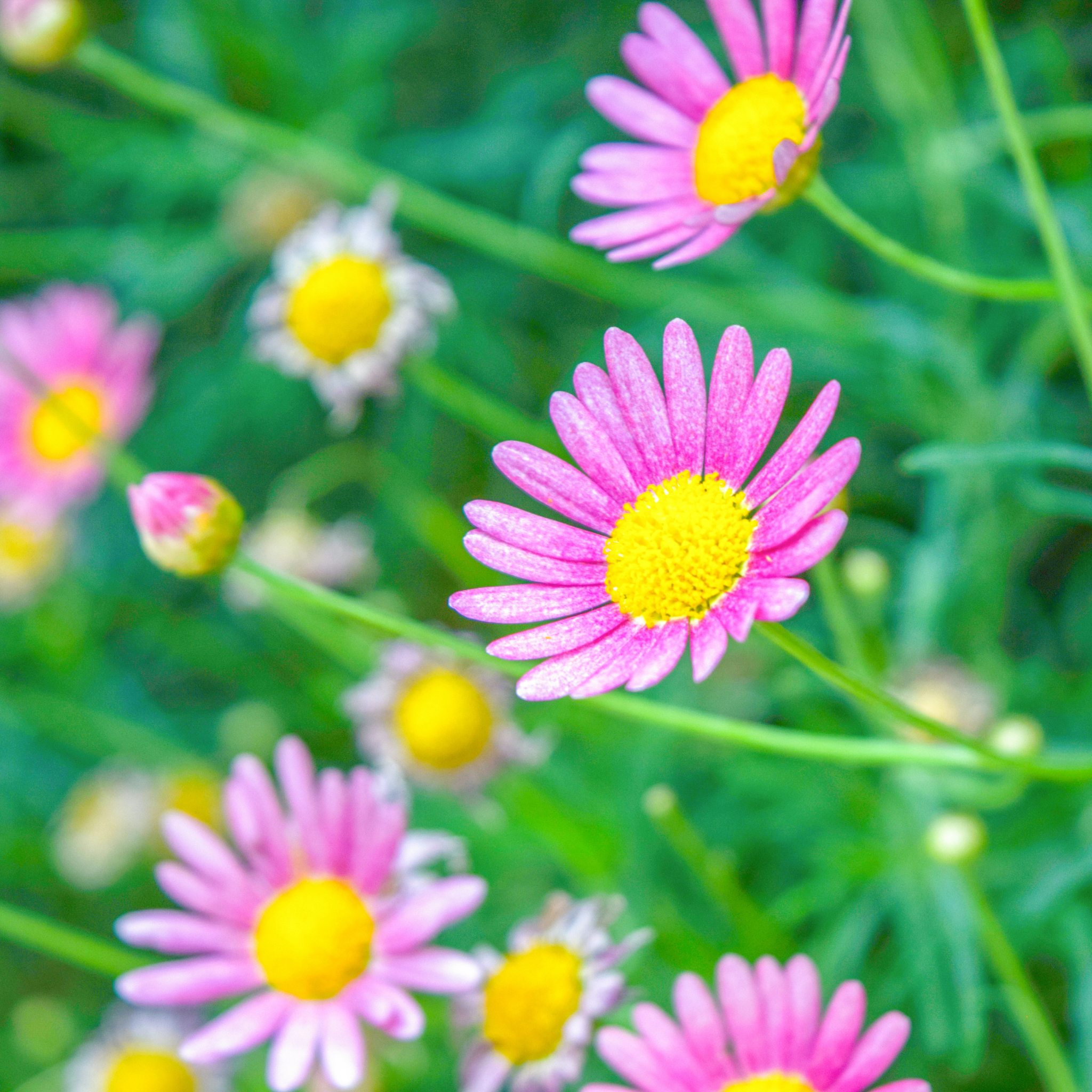 Stiff Daisy Fresco Candy - Brachyscome angustifolia 'Fresco Candy'
