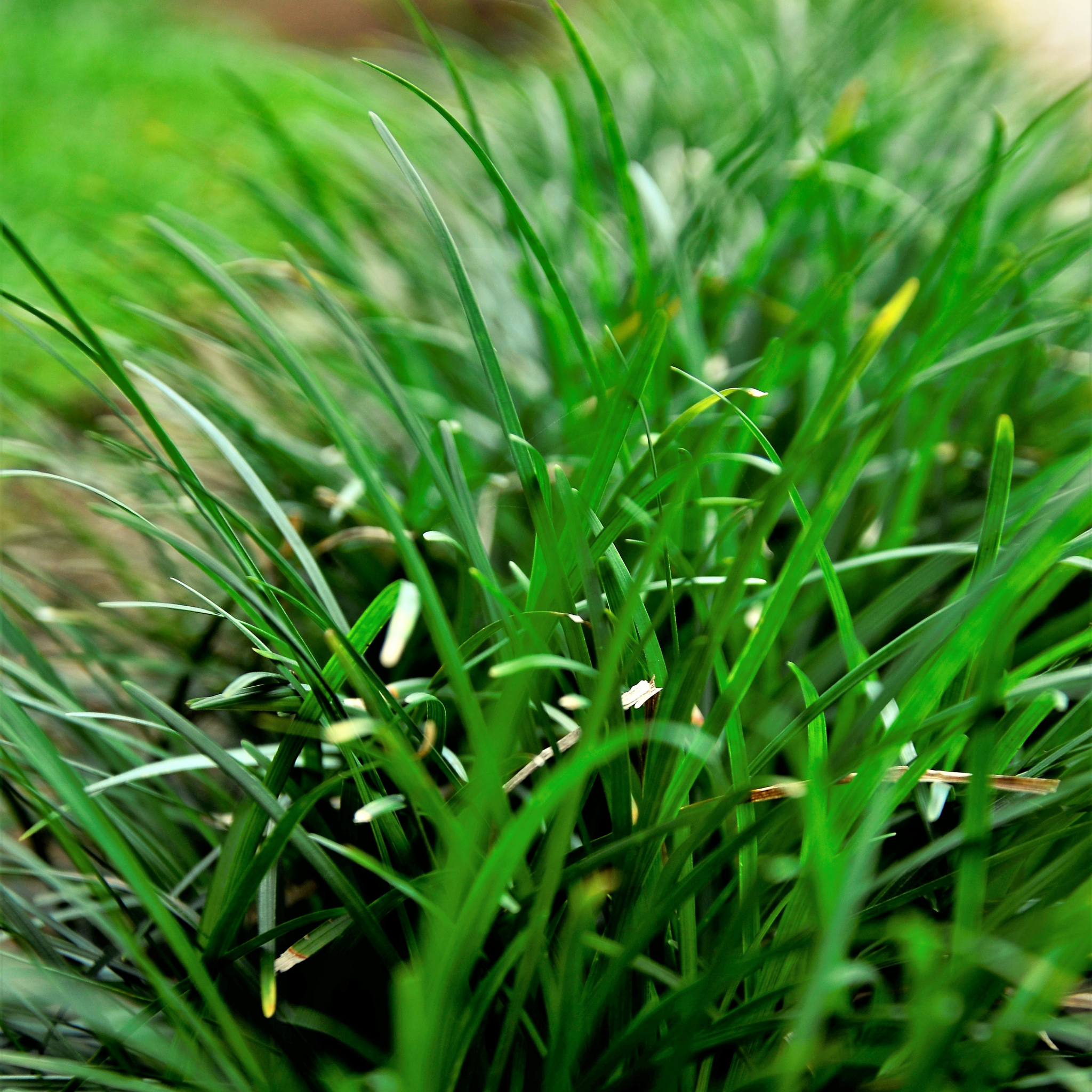 Mondo Grass - Ophiopogon japonicus