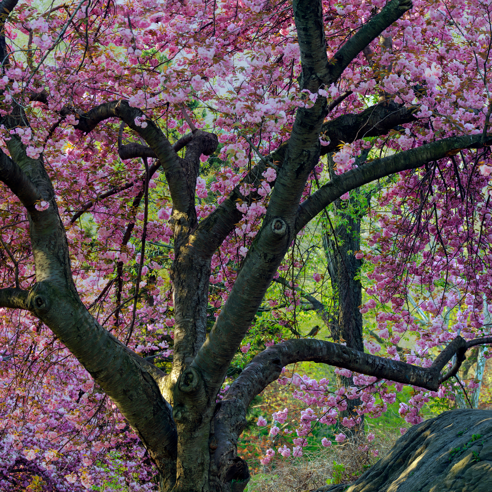 Japanese Flowering Ornamental Cherry - Prunus serrulata 'Kanzan'