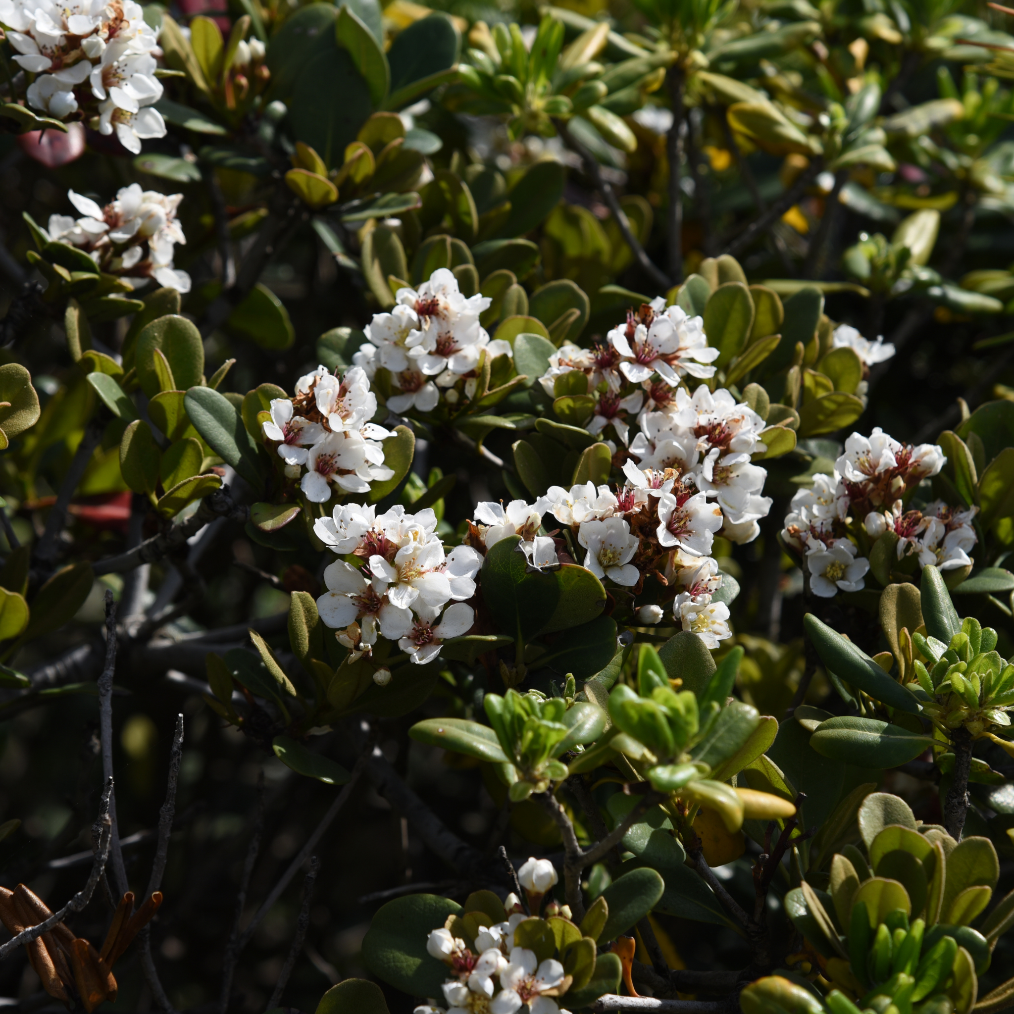 Indian hawthorn Oriental Pearl - Rhaphiolepis indica Oriental Pearl