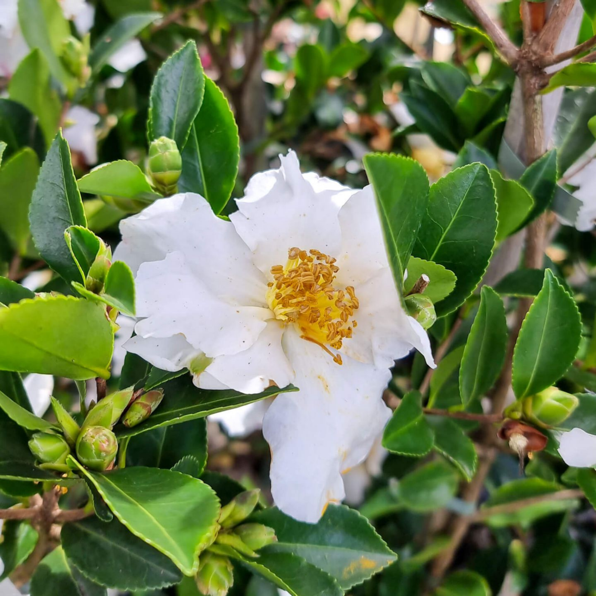 Camellia Setsugekka - Camellia sasanqua 'Setsugekka'