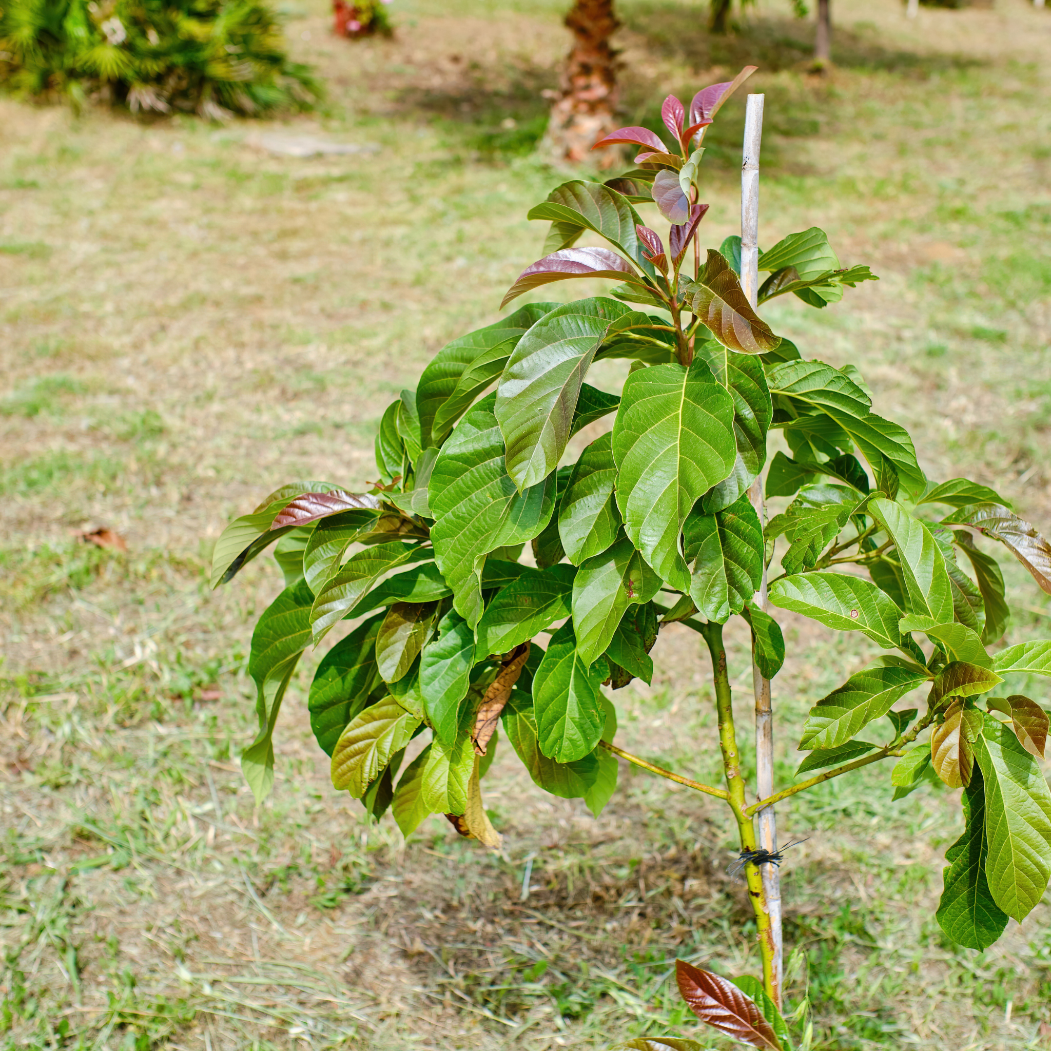 Jala Avocado Tree - Persea americana 'Jala'