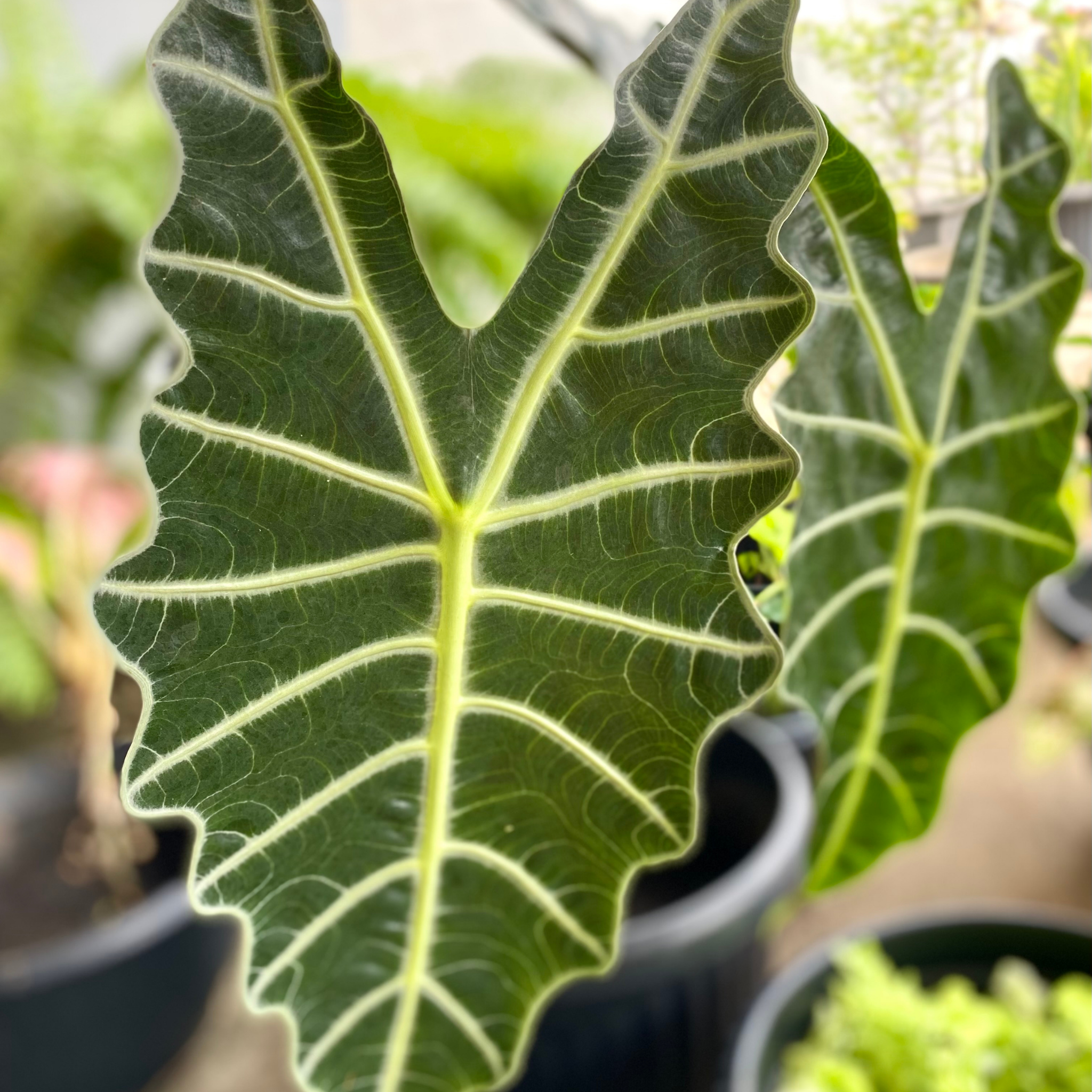 Elephants Ear - Alocasia amazonica