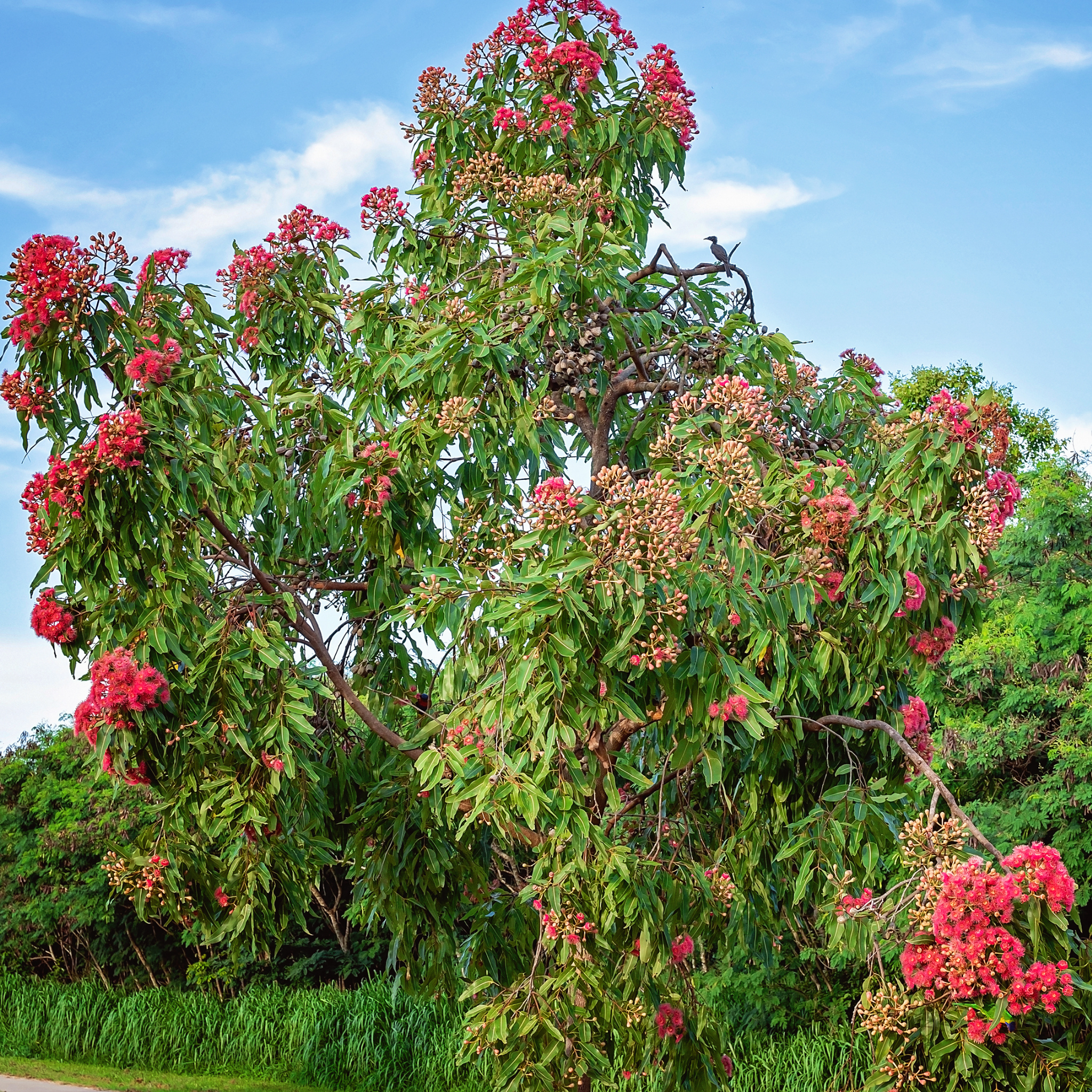 Eucalyptus leucoxylon Rosea Dwarf -  Dwarf Pink Flowering Yellow Gum