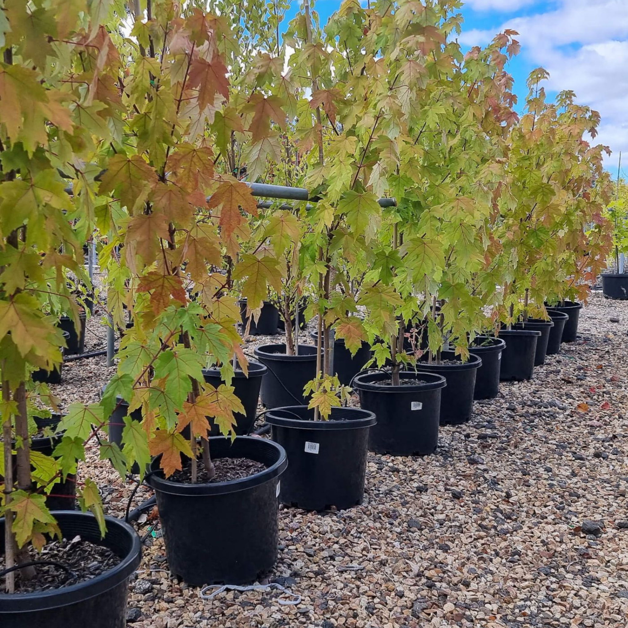 Row of potted trees with green and yellow leaves on a gravel ground.