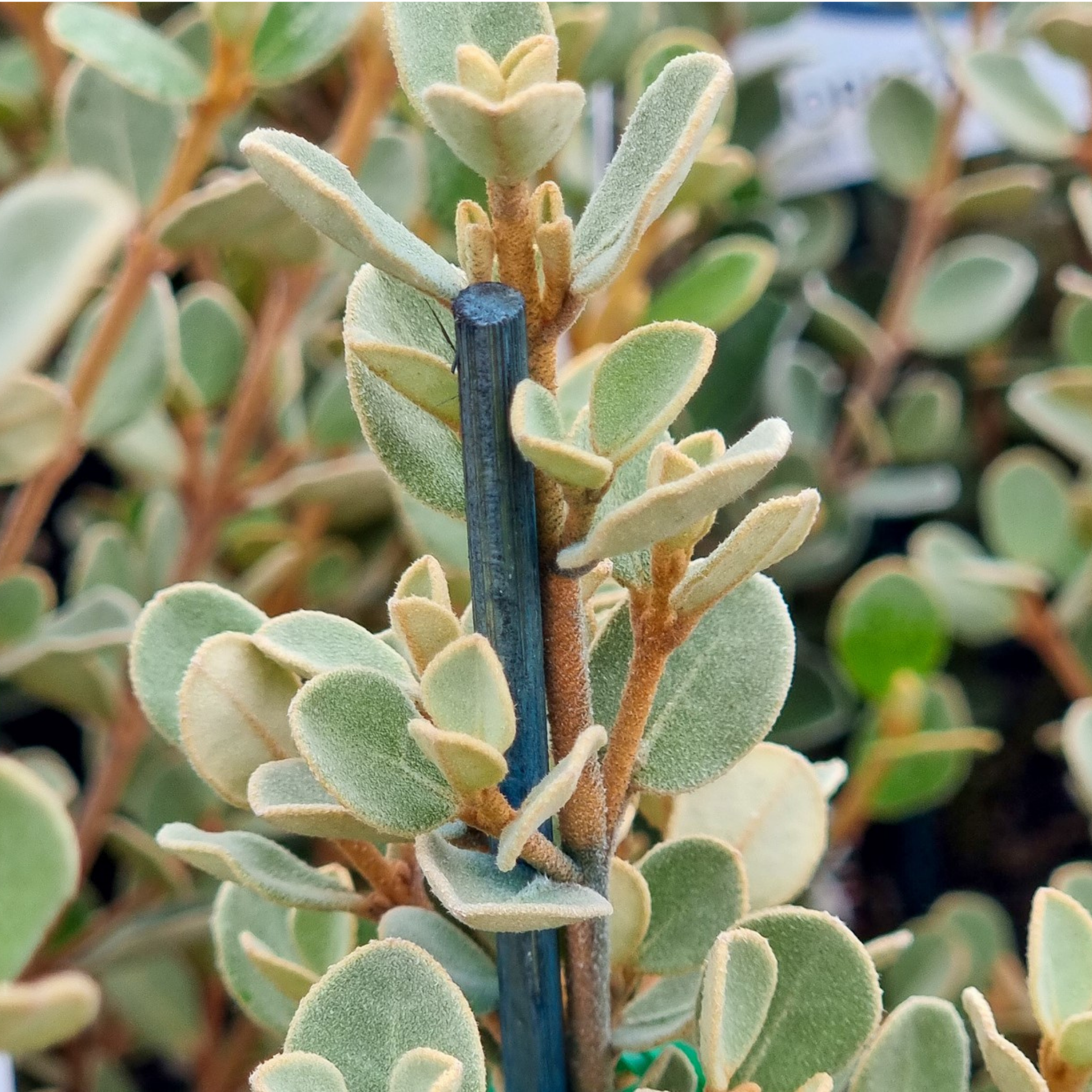 White Correa - Correa alba